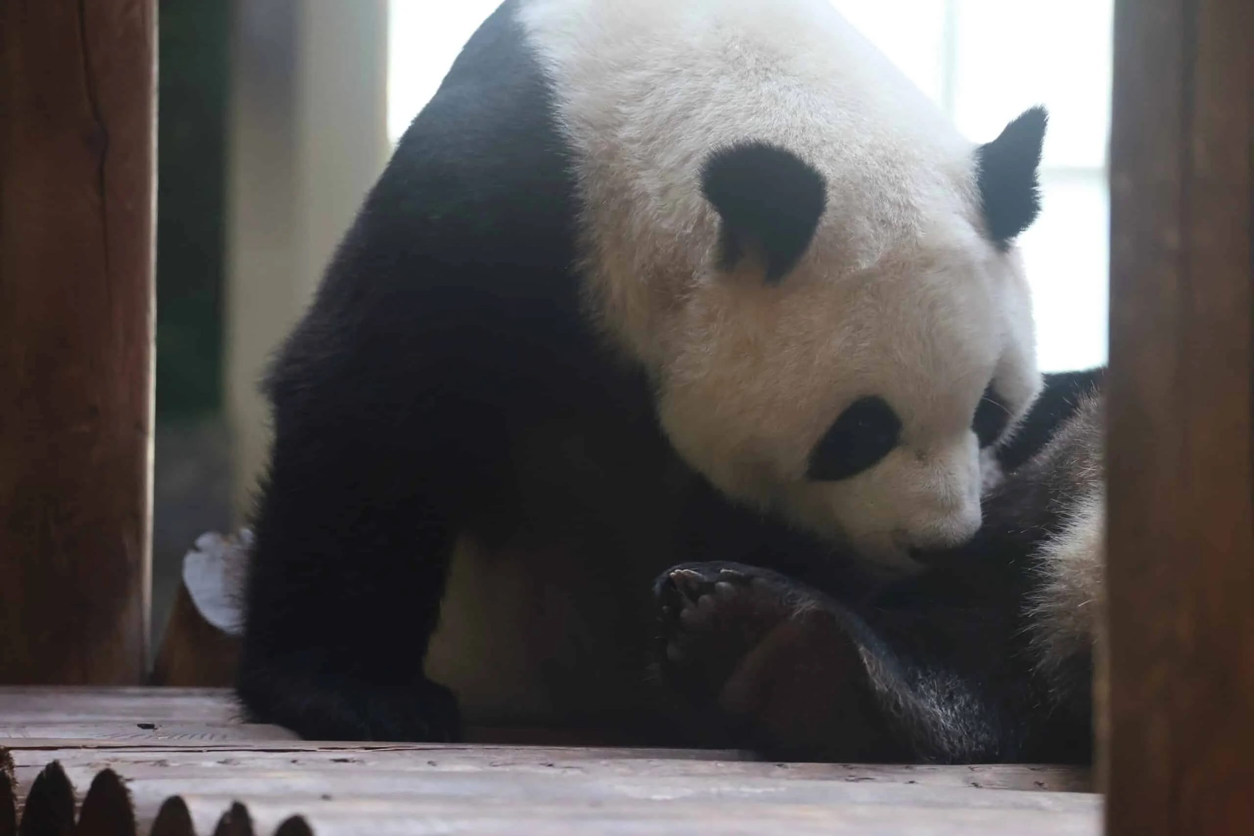 Xi'an Qinling Wild Animal Park