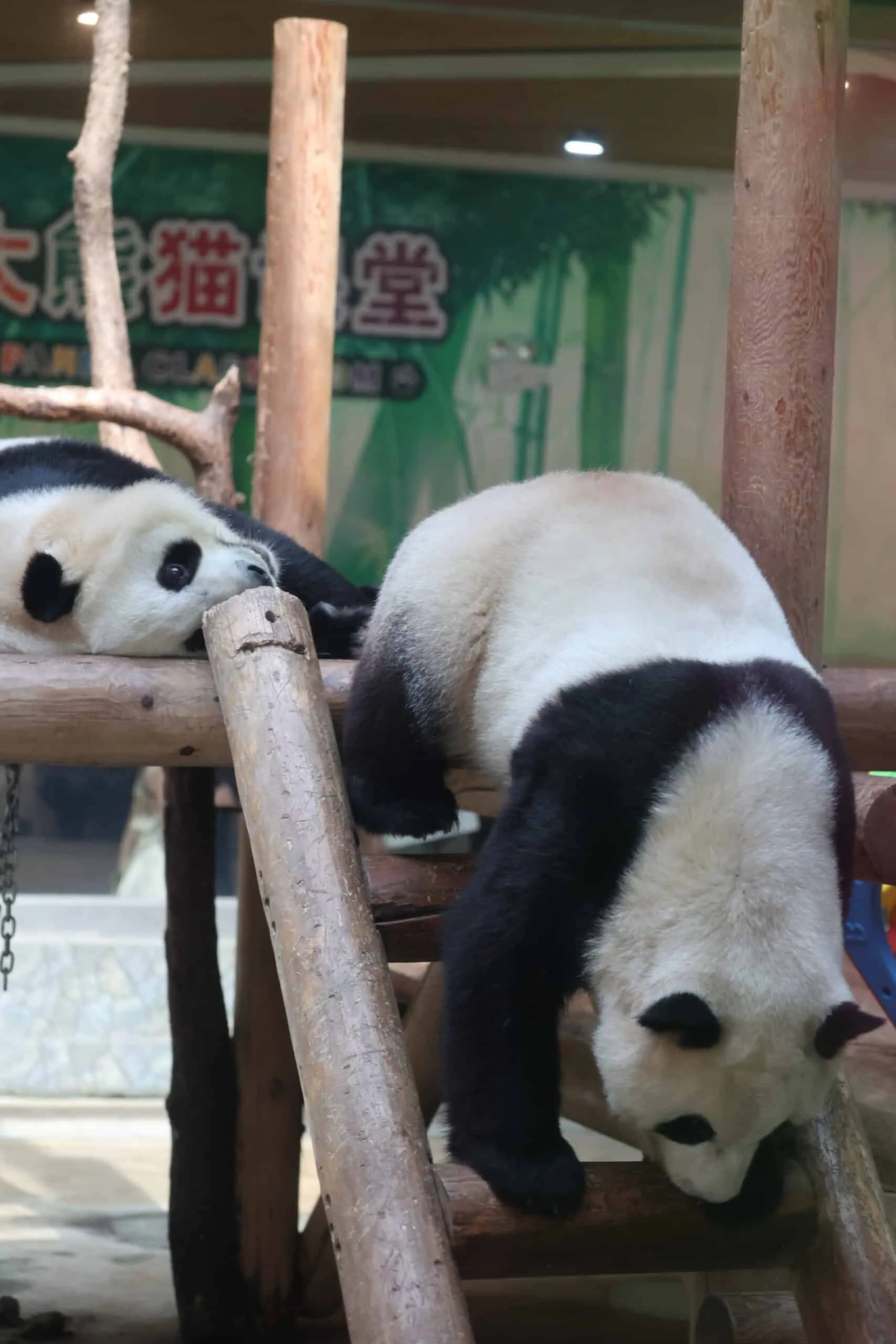 Xi'an Qinling Wild Animal Park