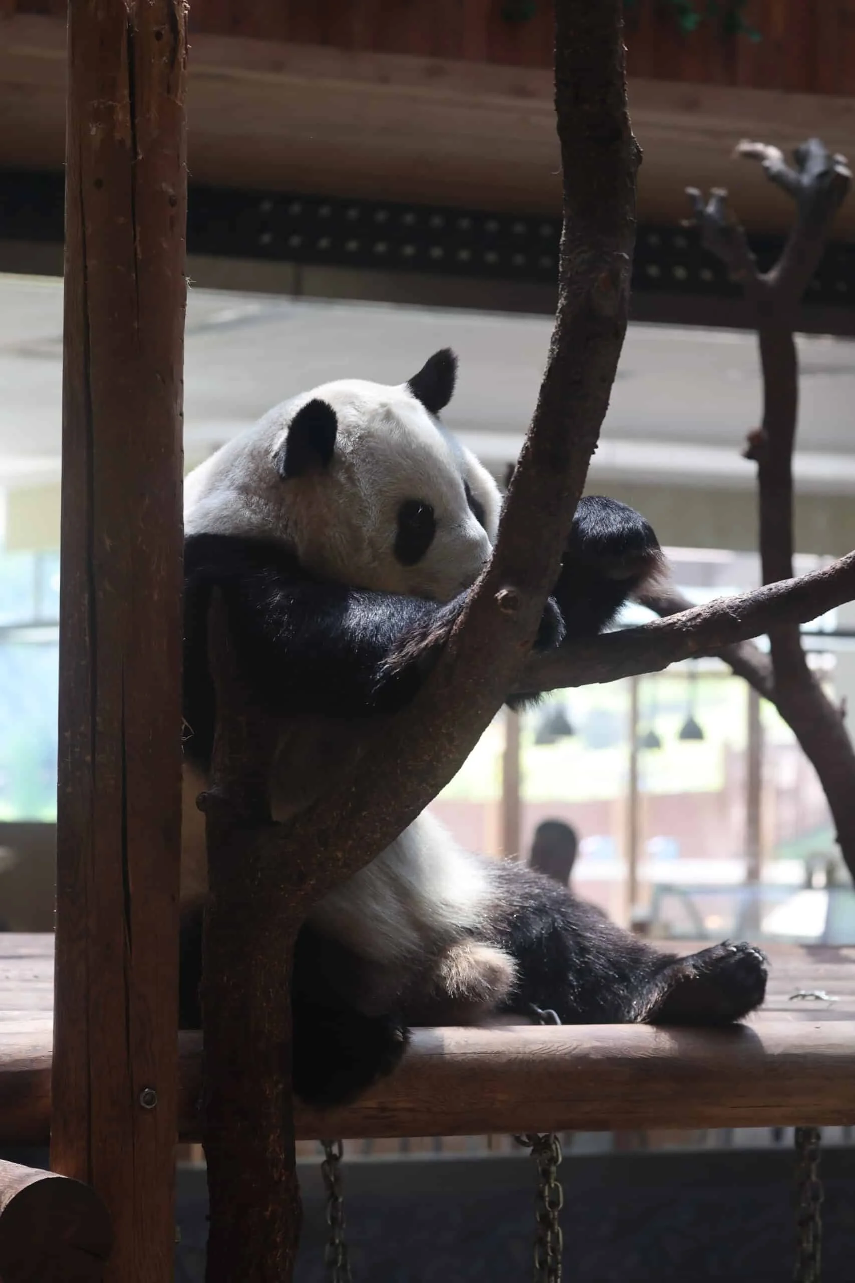 Xi'an Qinling Wild Animal Park