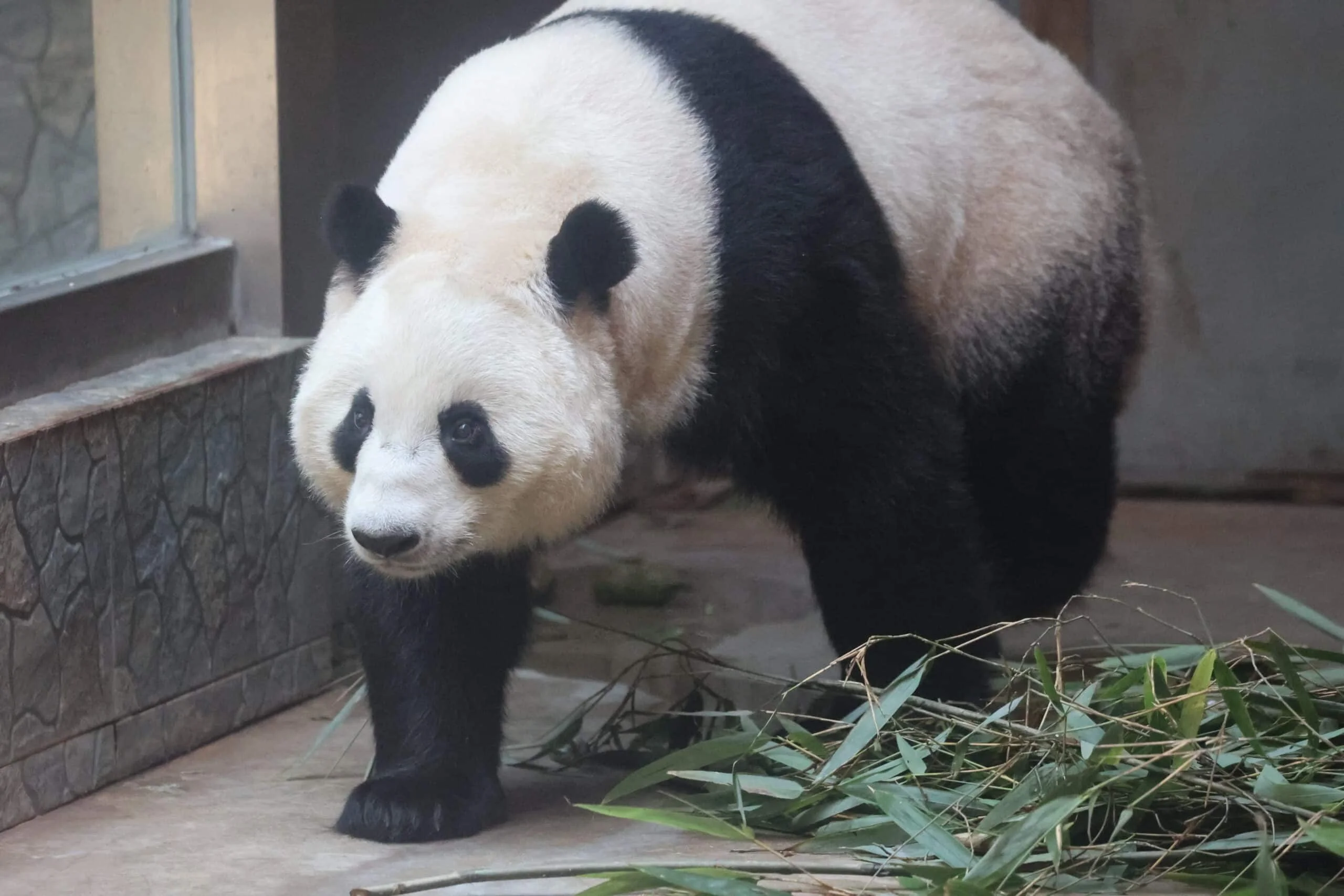 Xi'an Qinling Wild Animal Park