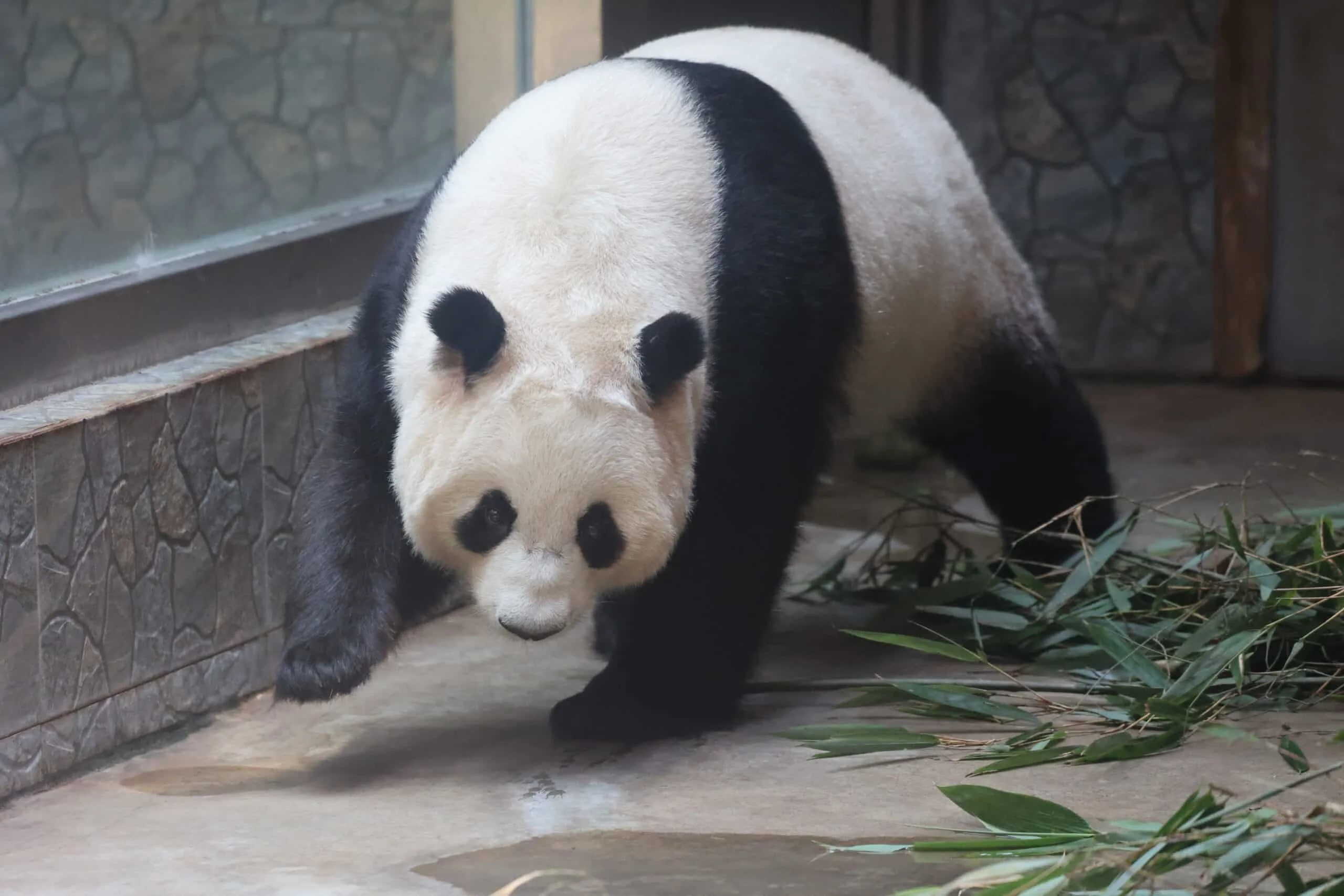 Xi'an Qinling Wild Animal Park