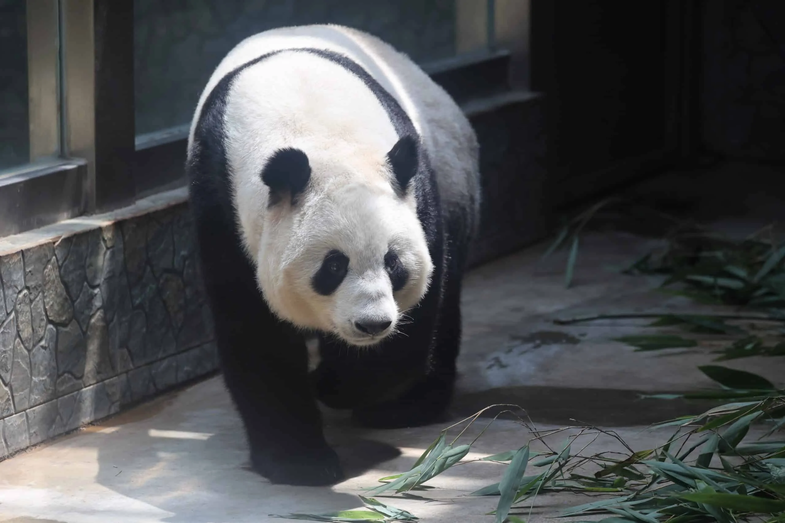 Xi'an Qinling Wild Animal Park