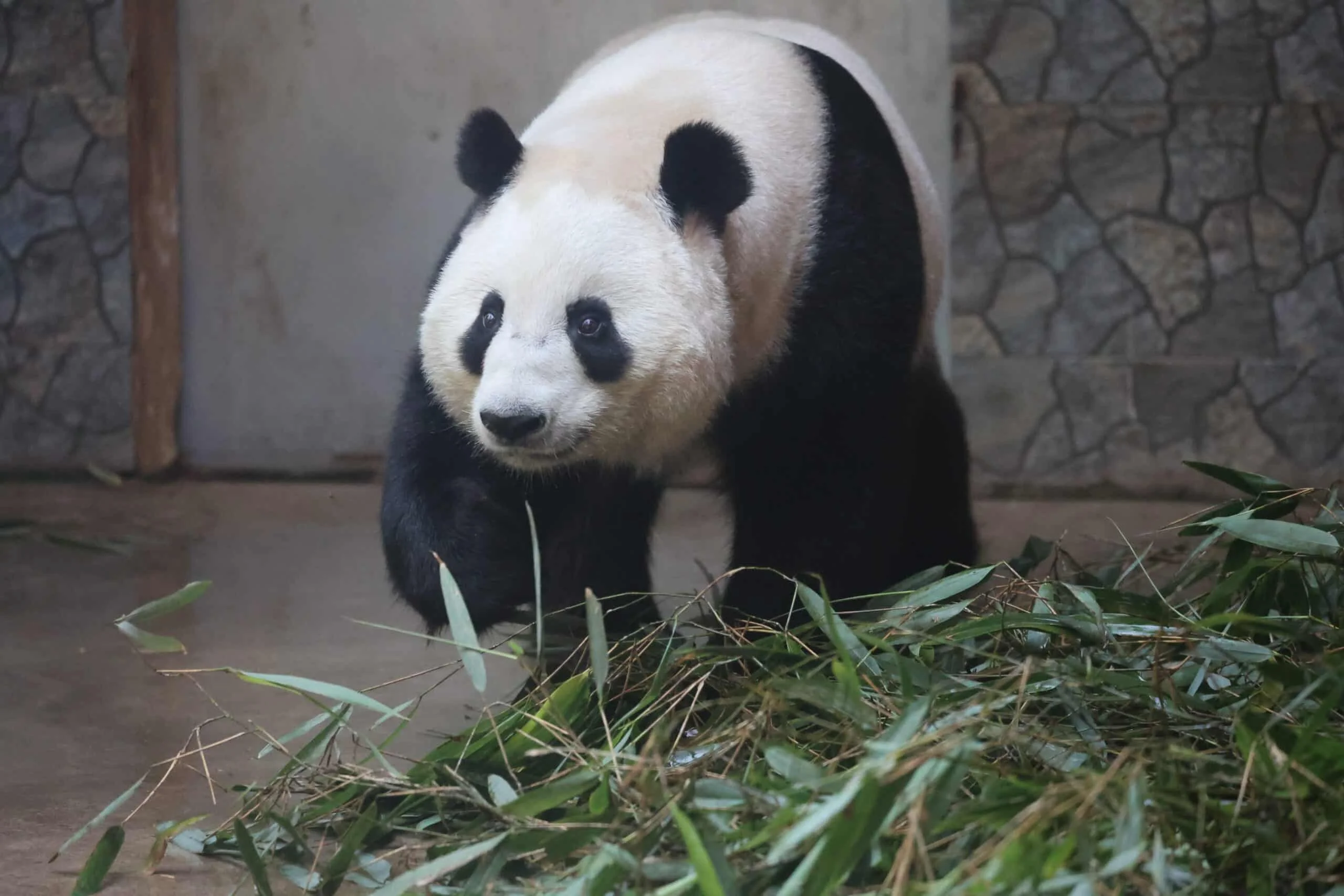 Xi'an Qinling Wild Animal Park