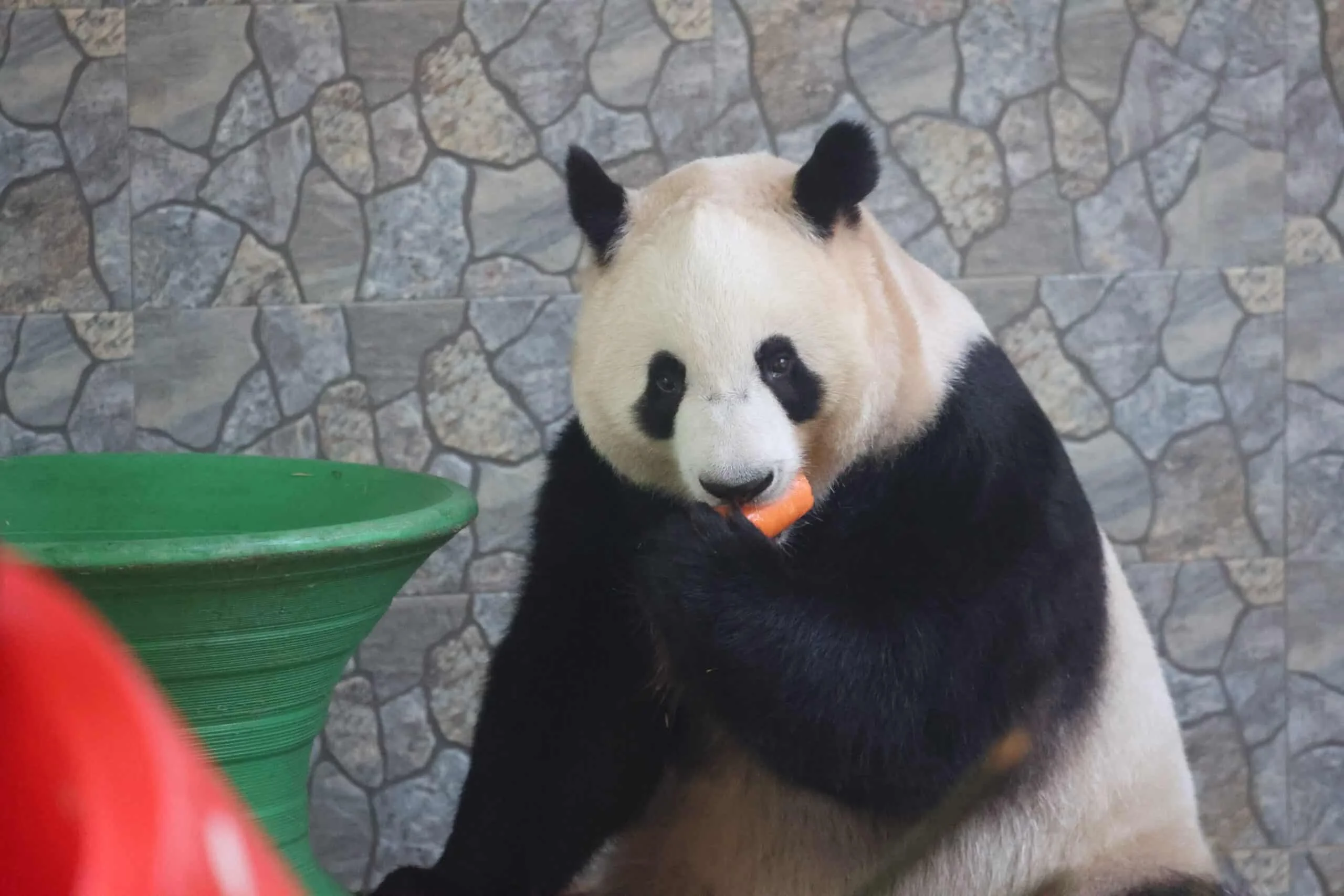 Xi'an Qinling Wild Animal Park