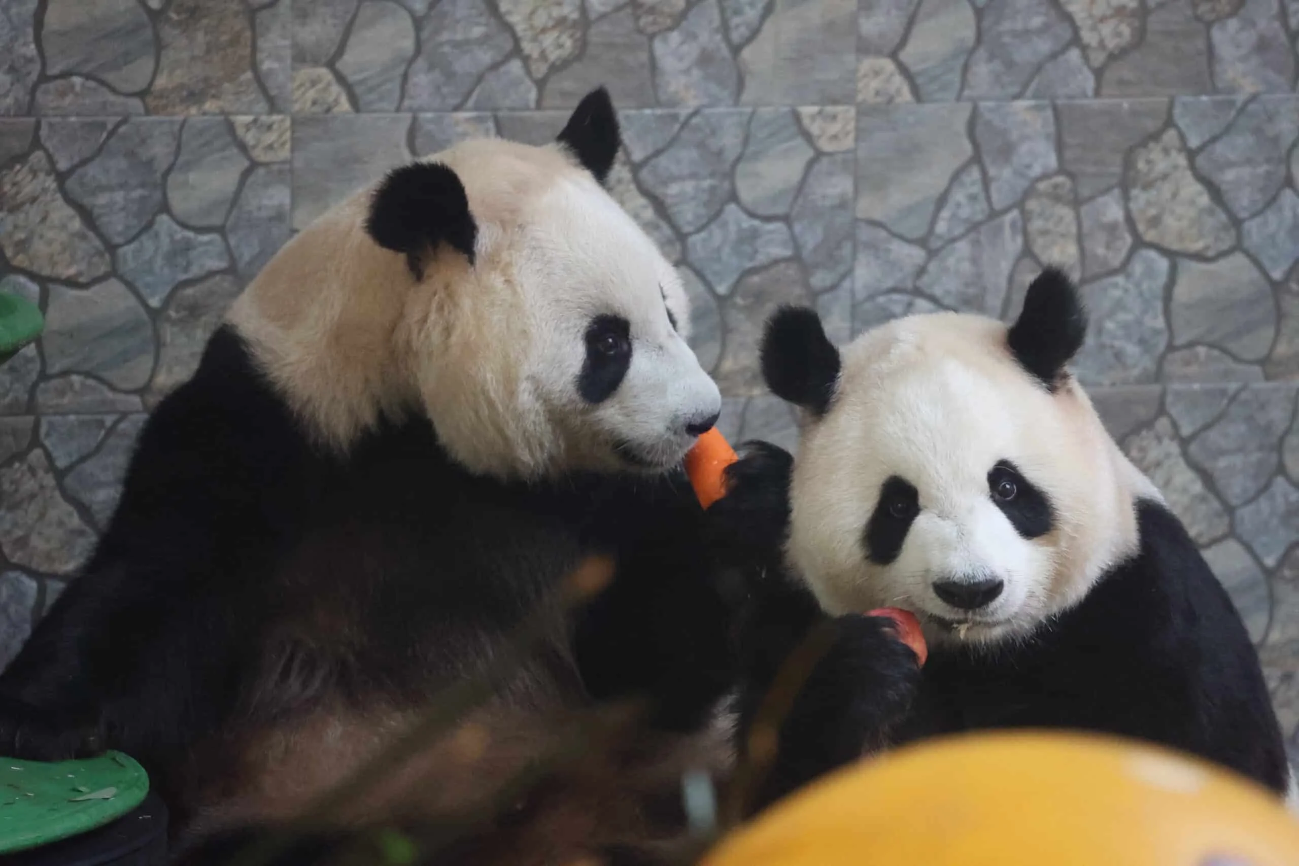 Xi'an Qinling Wild Animal Park