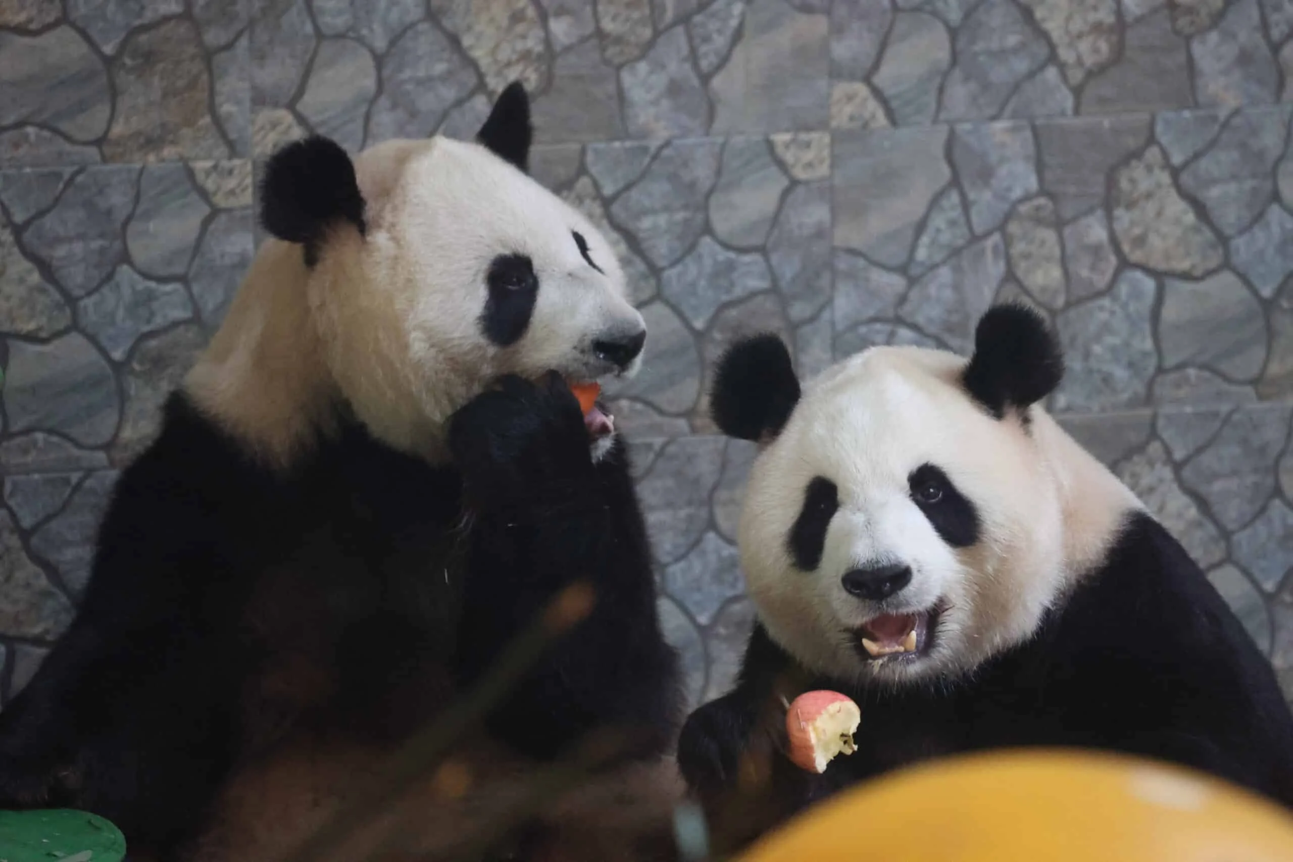 Xi'an Qinling Wild Animal Park