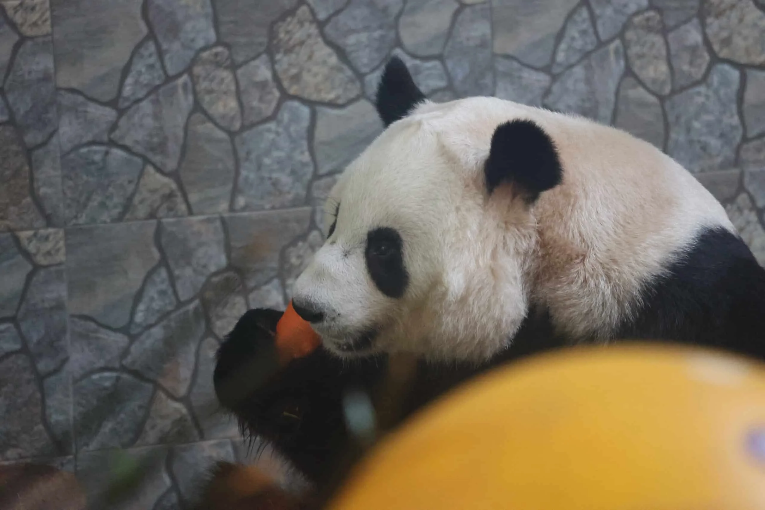 Xi'an Qinling Wild Animal Park