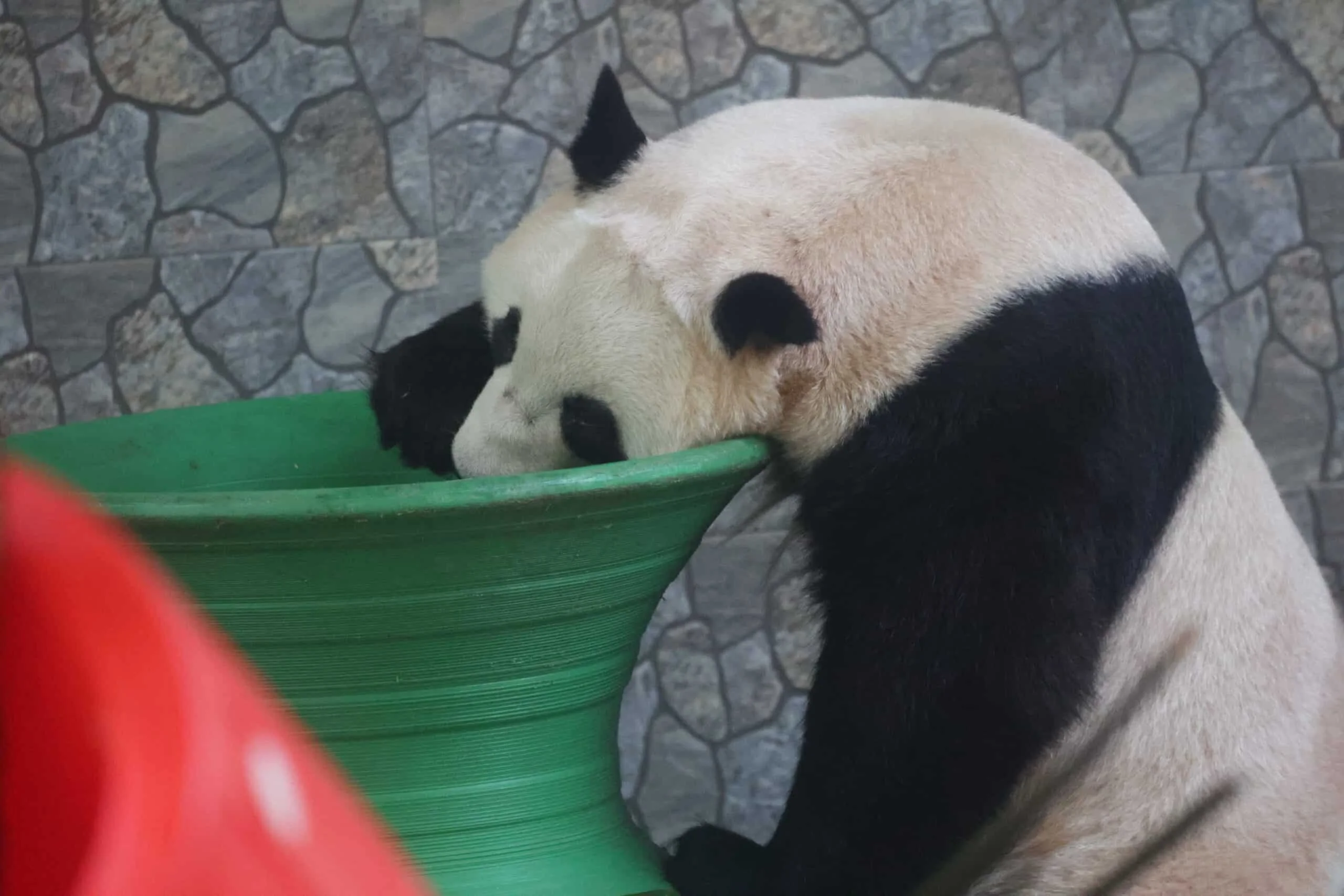 Xi'an Qinling Wild Animal Park