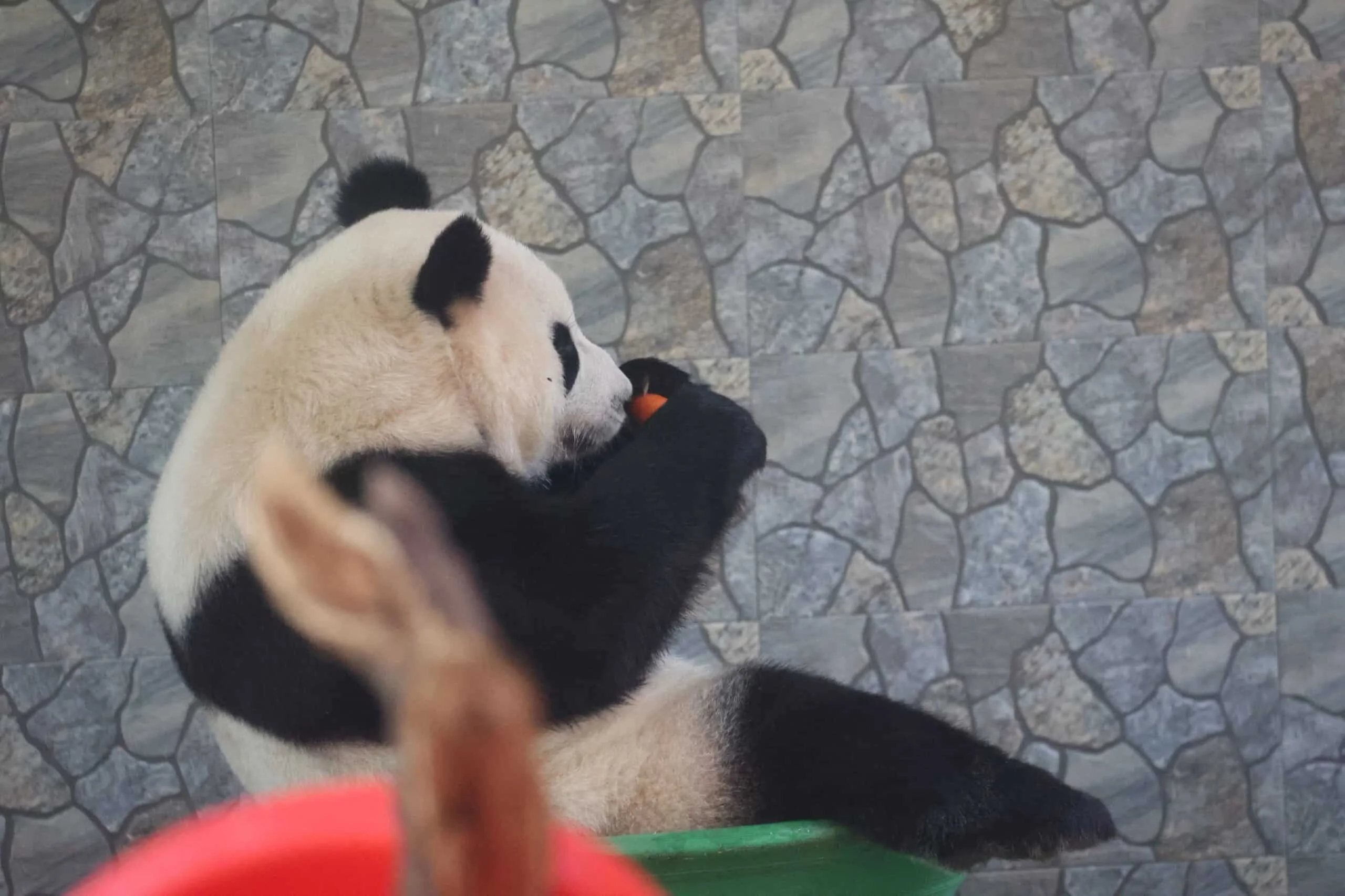 Xi'an Qinling Wild Animal Park