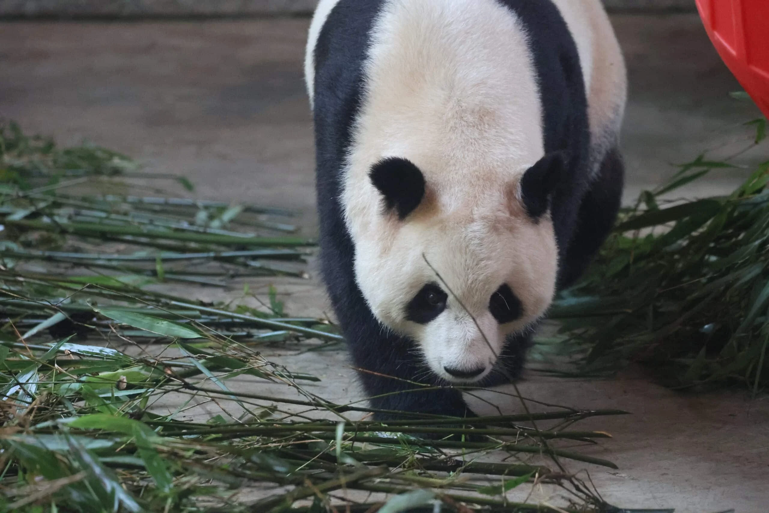 Xi'an Qinling Wild Animal Park