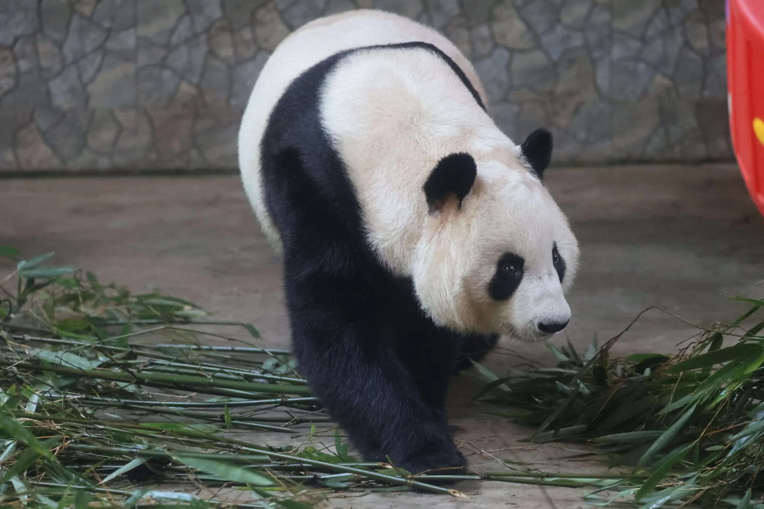 Xi'an Qinling Wild Animal Park