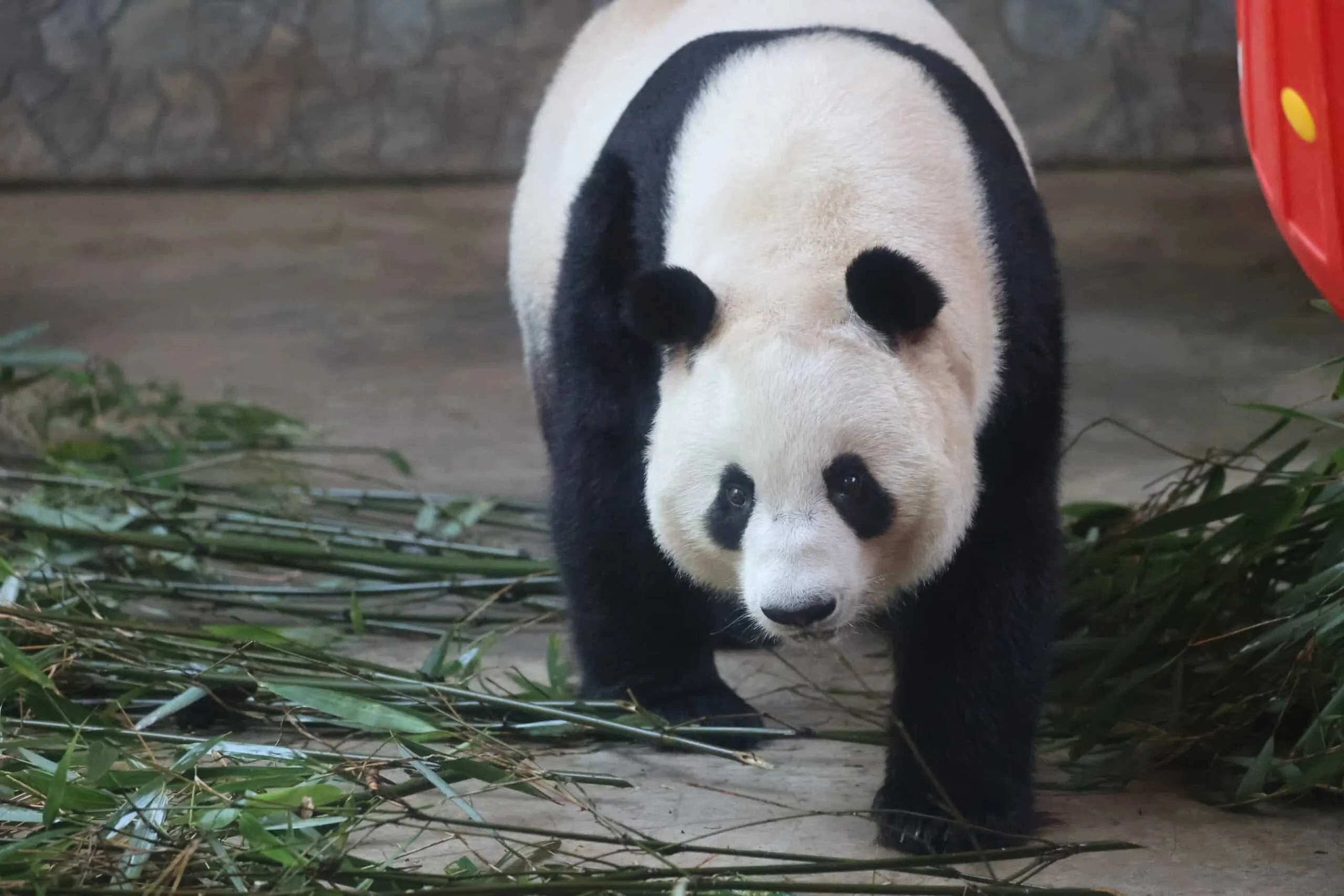 Xi'an Qinling Wild Animal Park