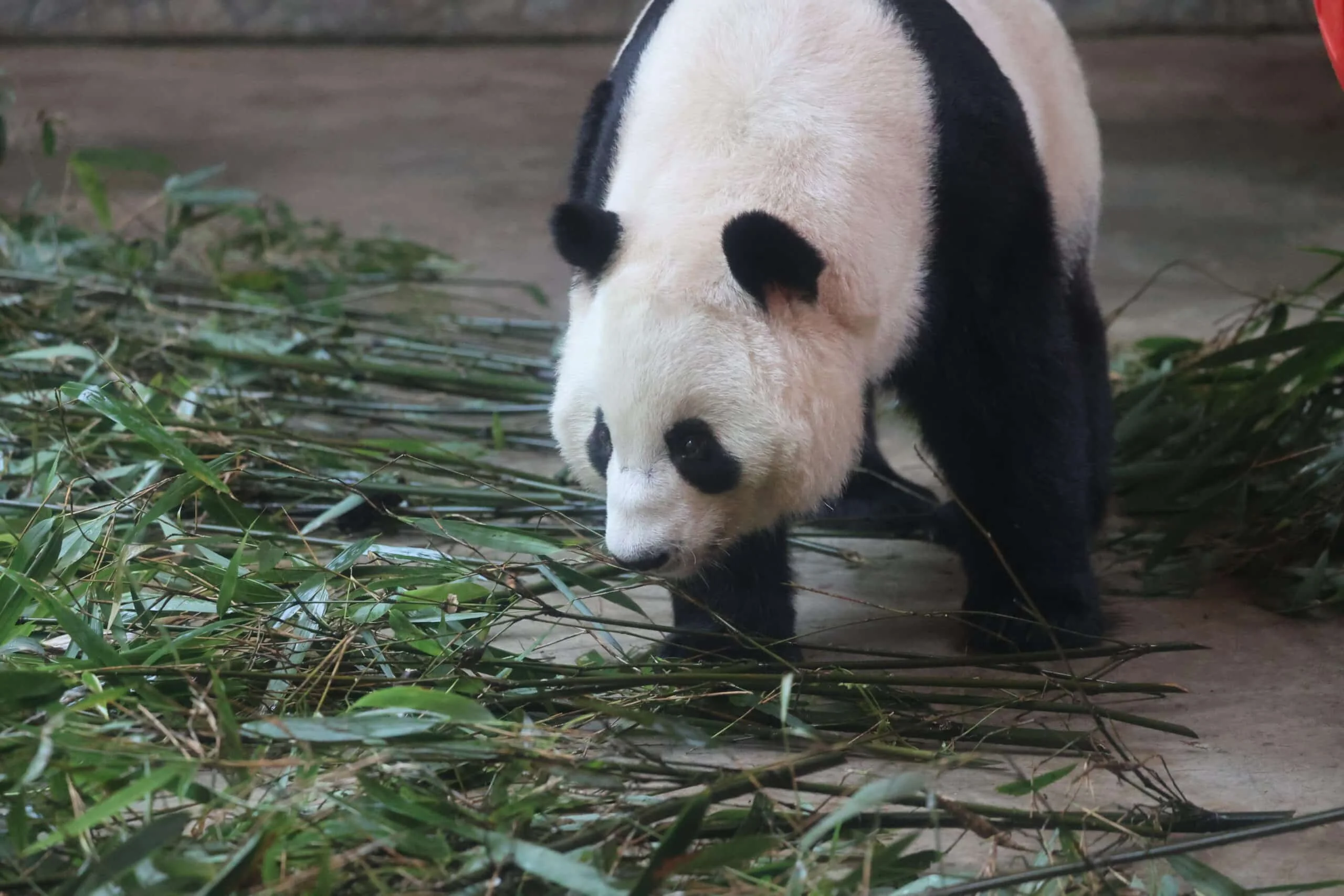Xi'an Qinling Wild Animal Park