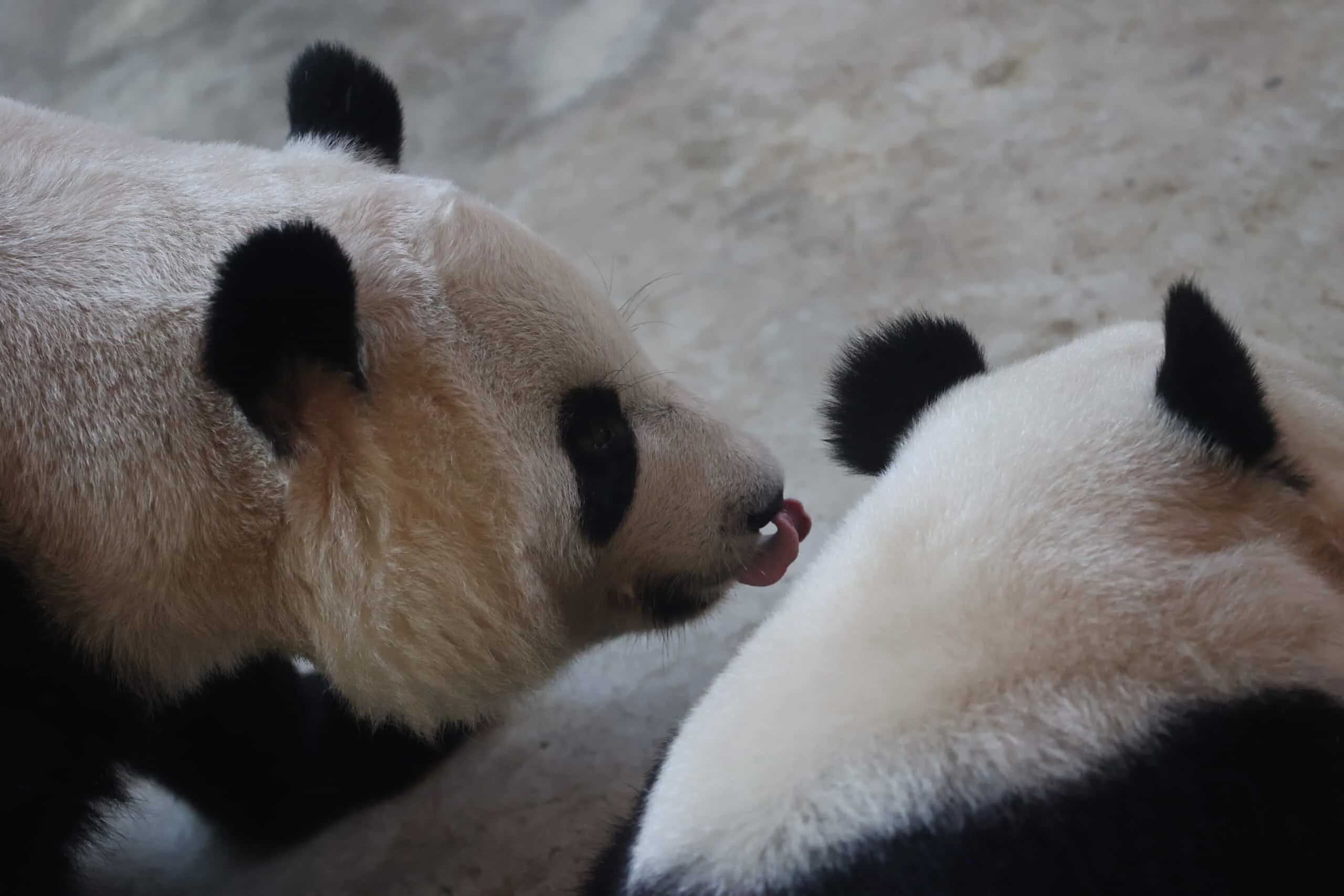 Xi'an Qinling Wild Animal Park