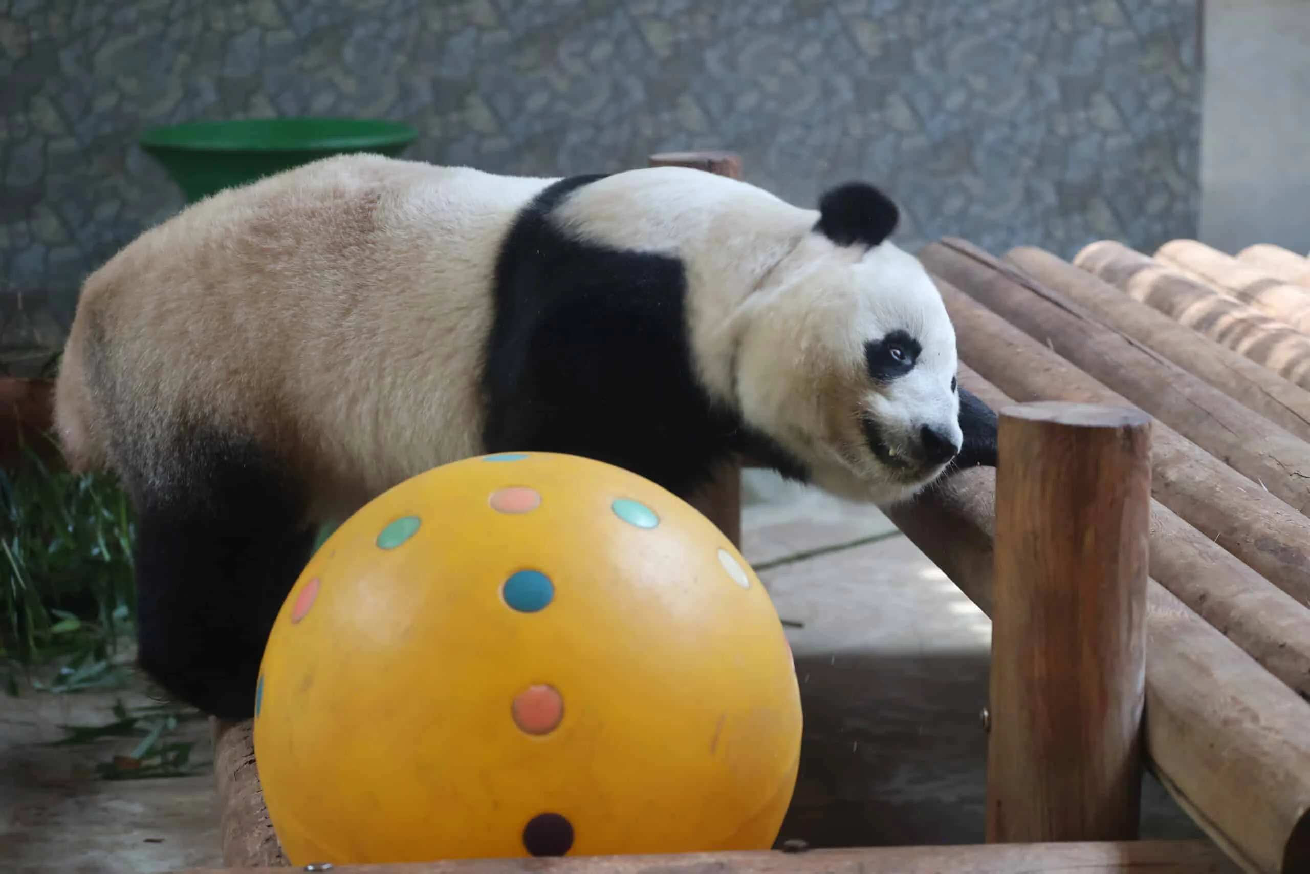 Xi'an Qinling Wild Animal Park