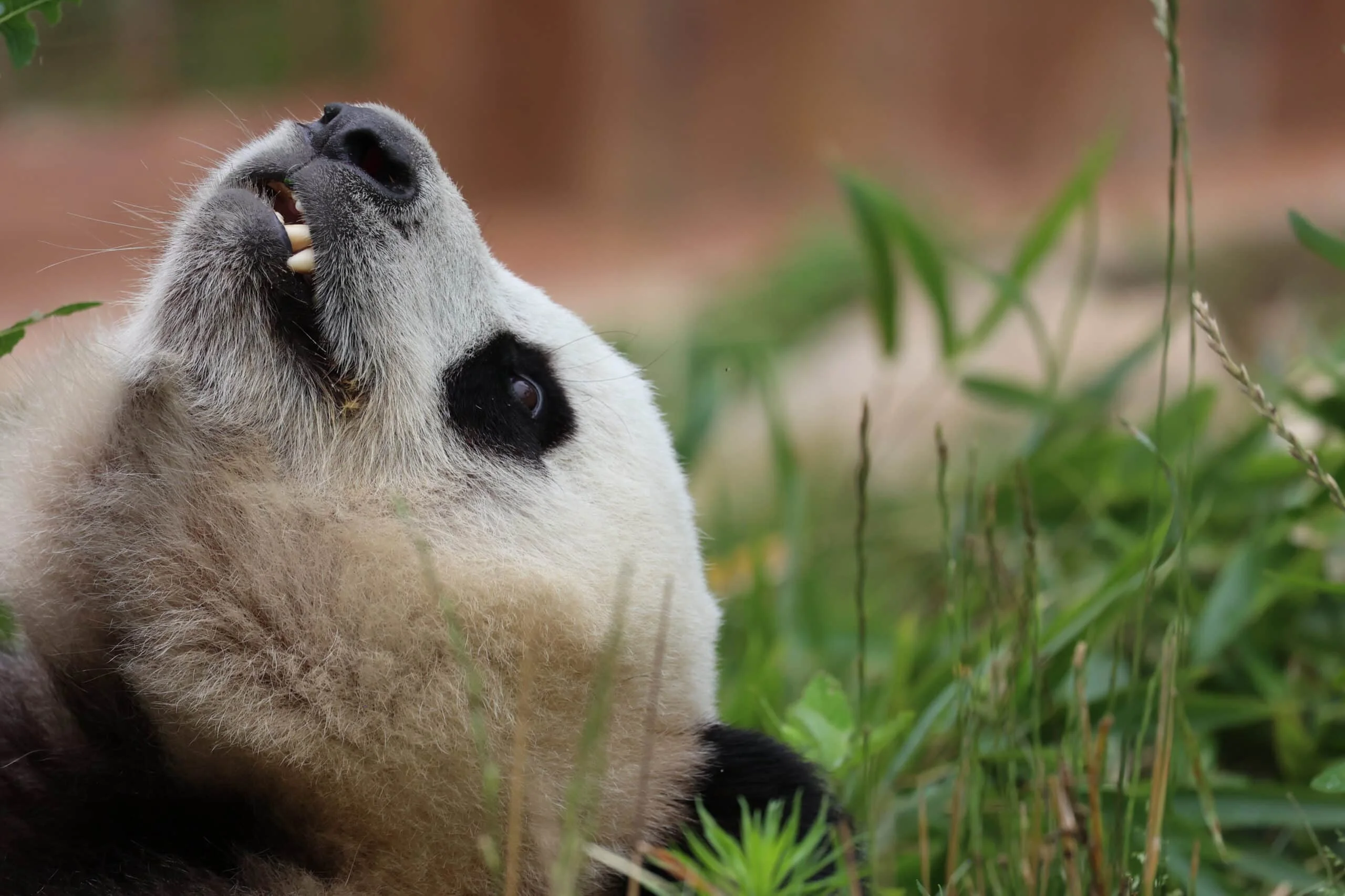 Qinling Giant Panda Foping Rescue Breeding Base