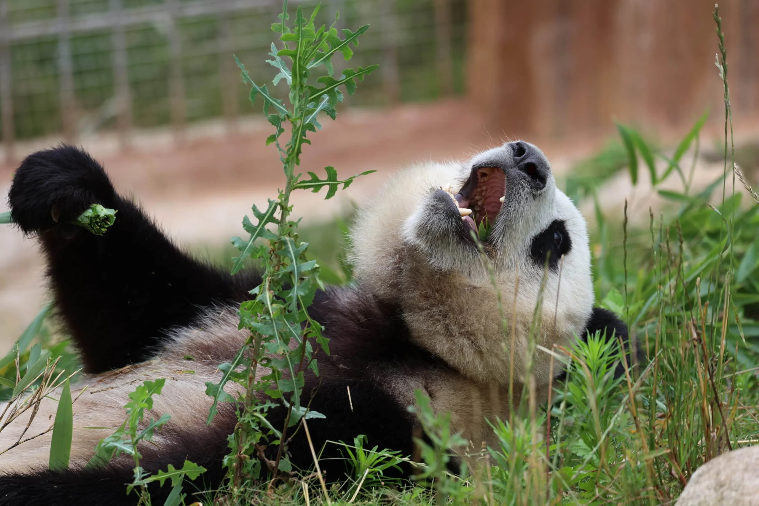 Qinling Giant Panda Foping Rescue Breeding Base