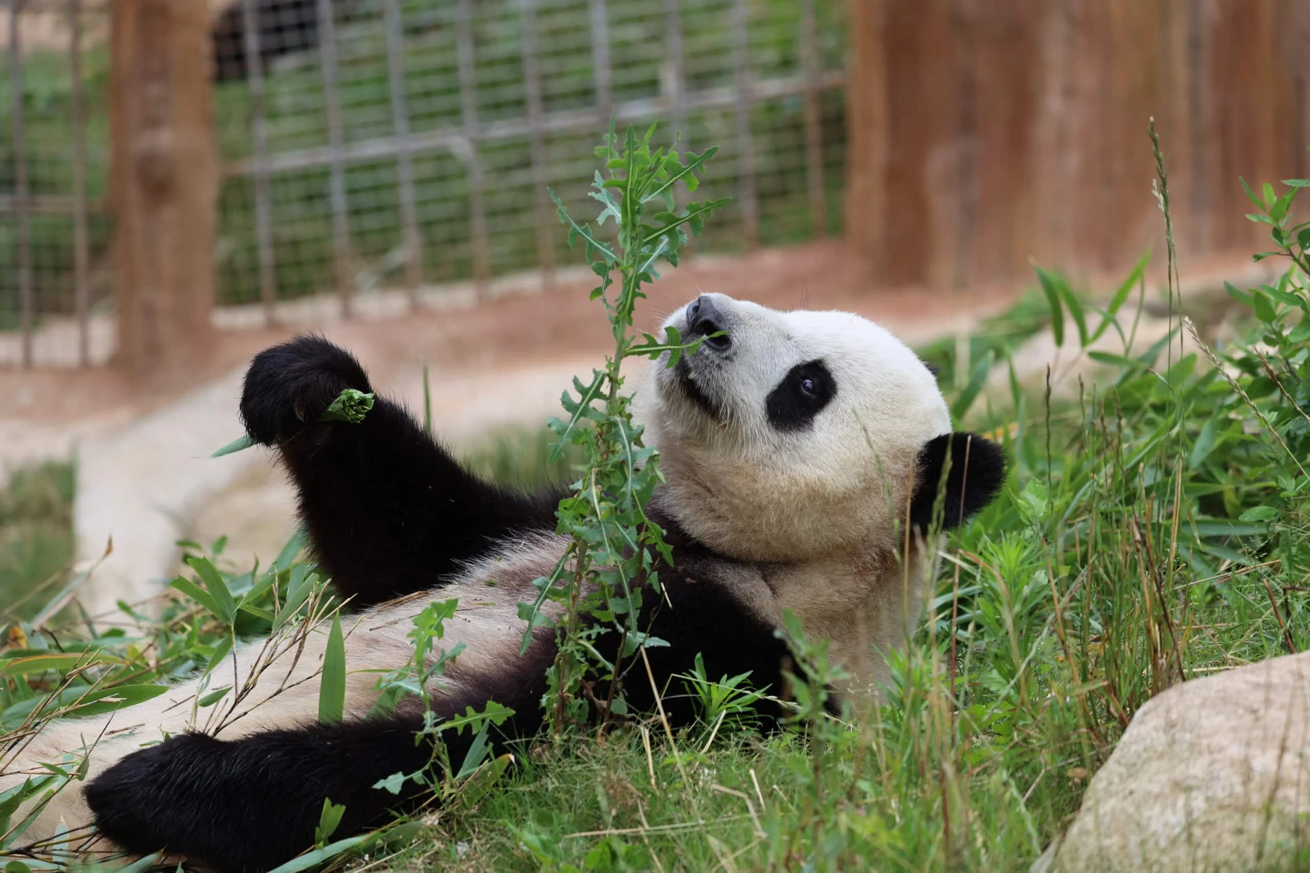 Qinling Giant Panda Foping Rescue Breeding Base