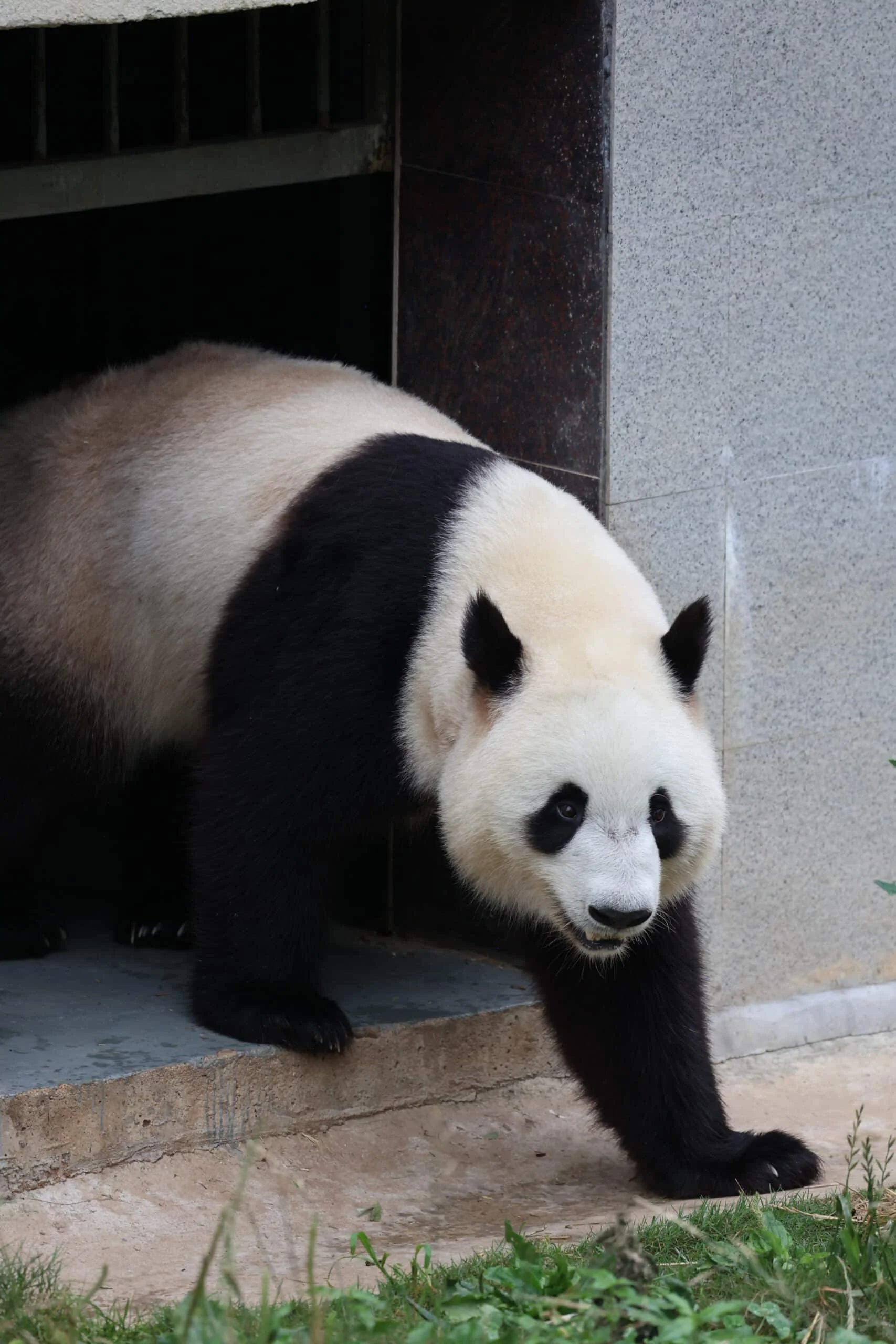 Qinling Giant Panda Foping Rescue Breeding Base