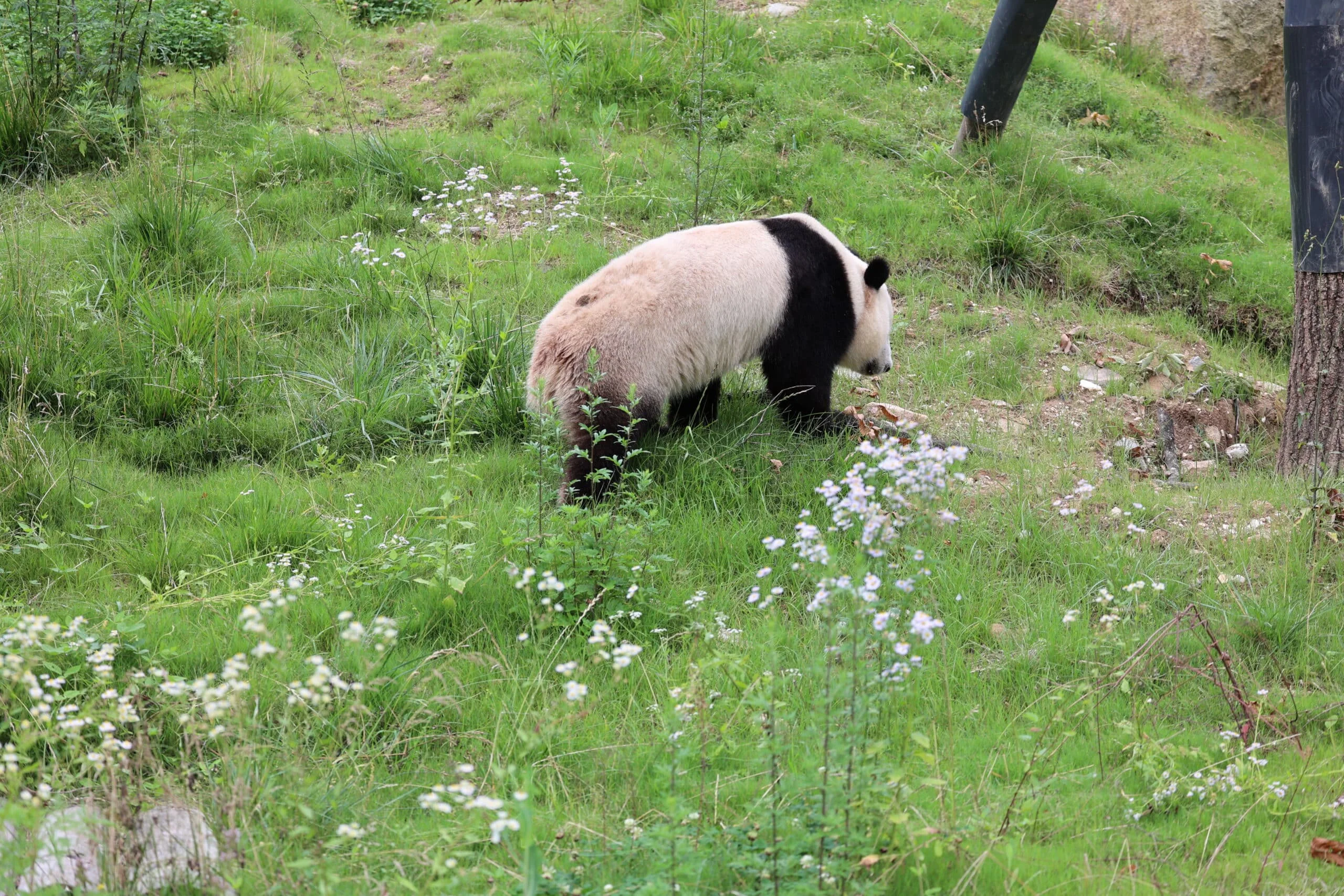 Qinling Giant Panda Foping Rescue Breeding Base
