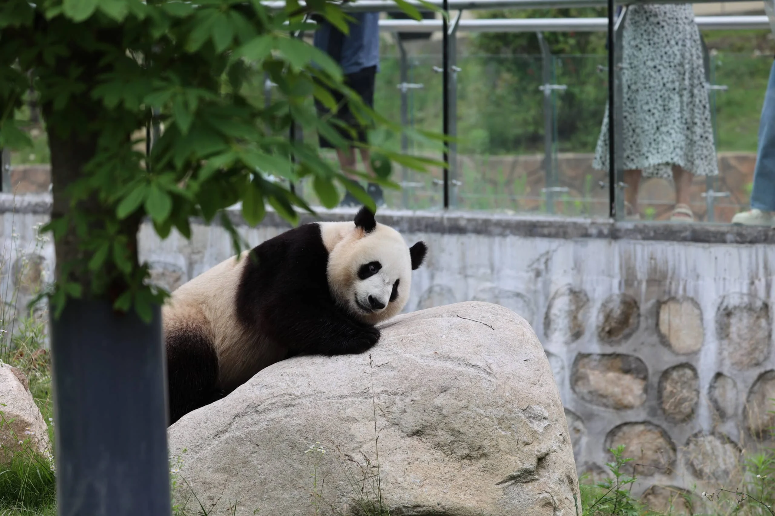 Qinling Giant Panda Foping Rescue Breeding Base