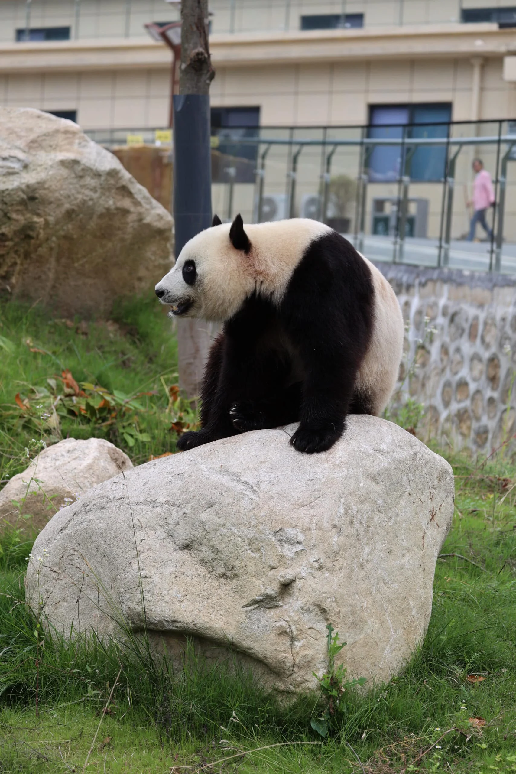 Qinling Giant Panda Foping Rescue Breeding Base