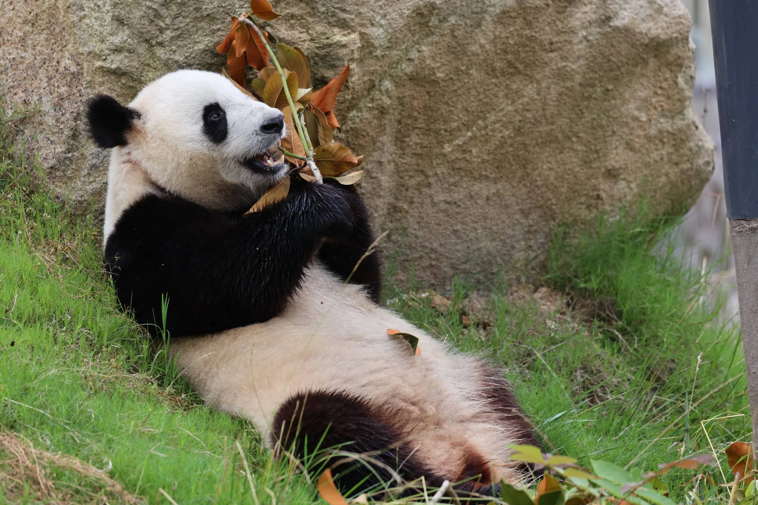 Qinling Giant Panda Foping Rescue Breeding Base