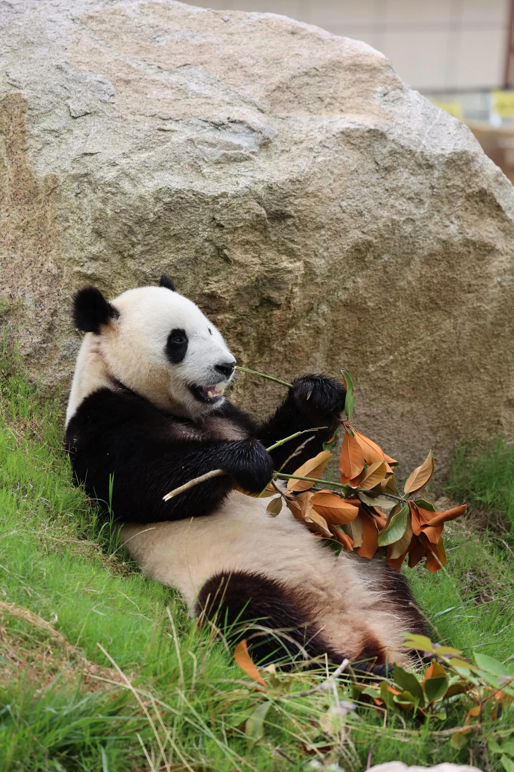 Qinling Giant Panda Foping Rescue Breeding Base