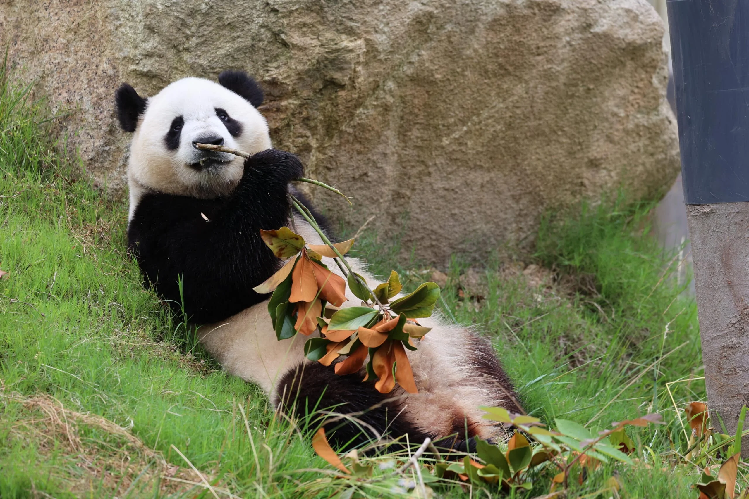 Qinling Giant Panda Foping Rescue Breeding Base