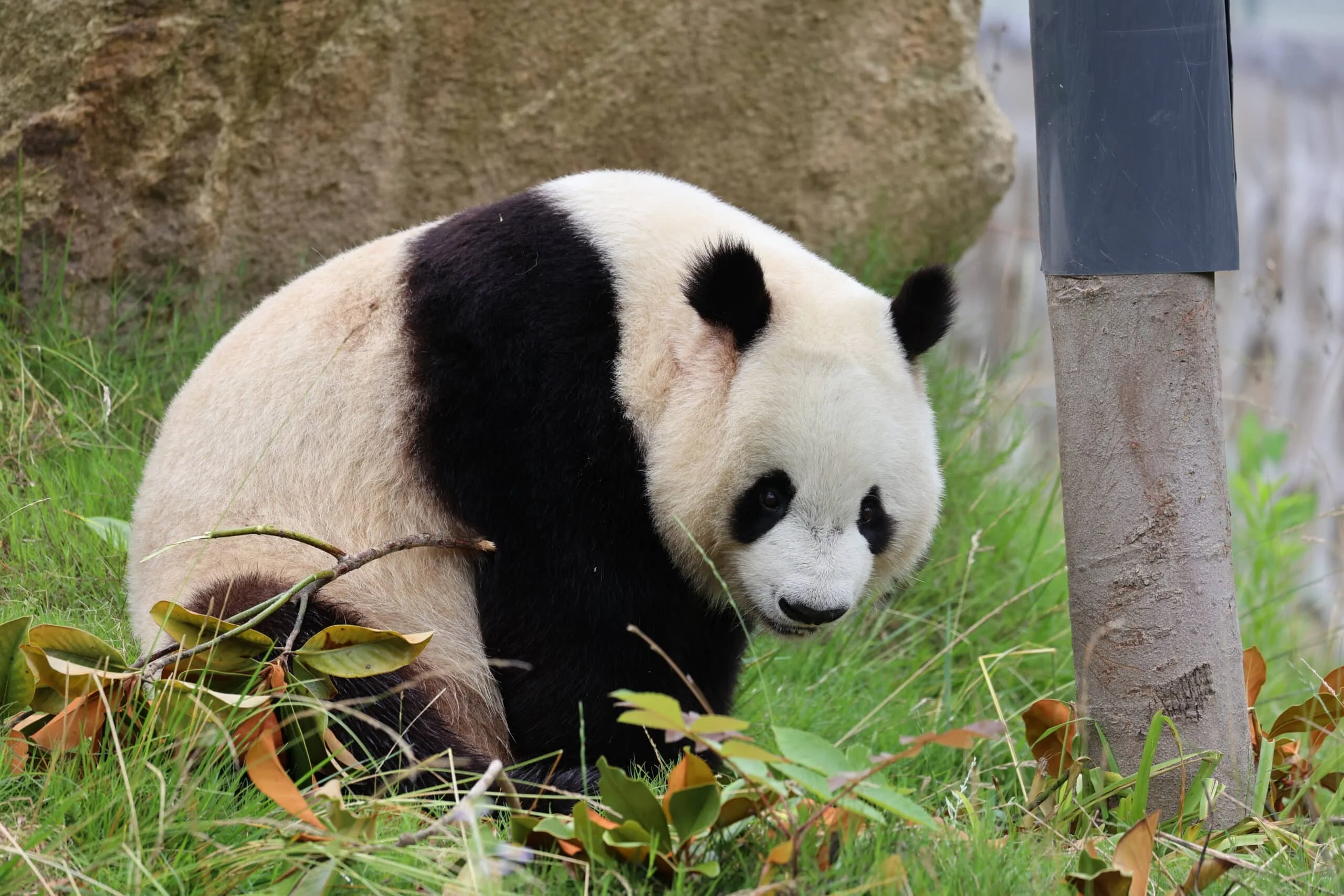 Qinling Giant Panda Foping Rescue Breeding Base