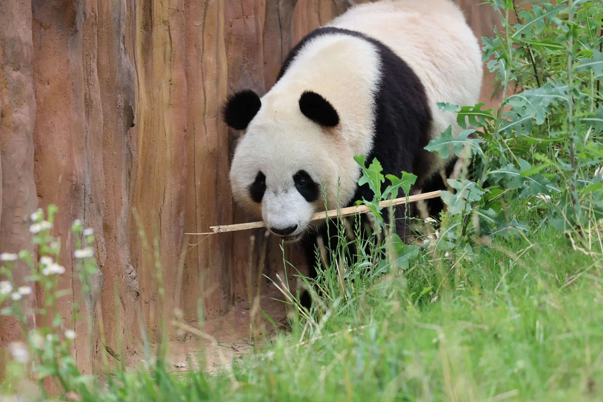 Qinling Giant Panda Foping Rescue Breeding Base