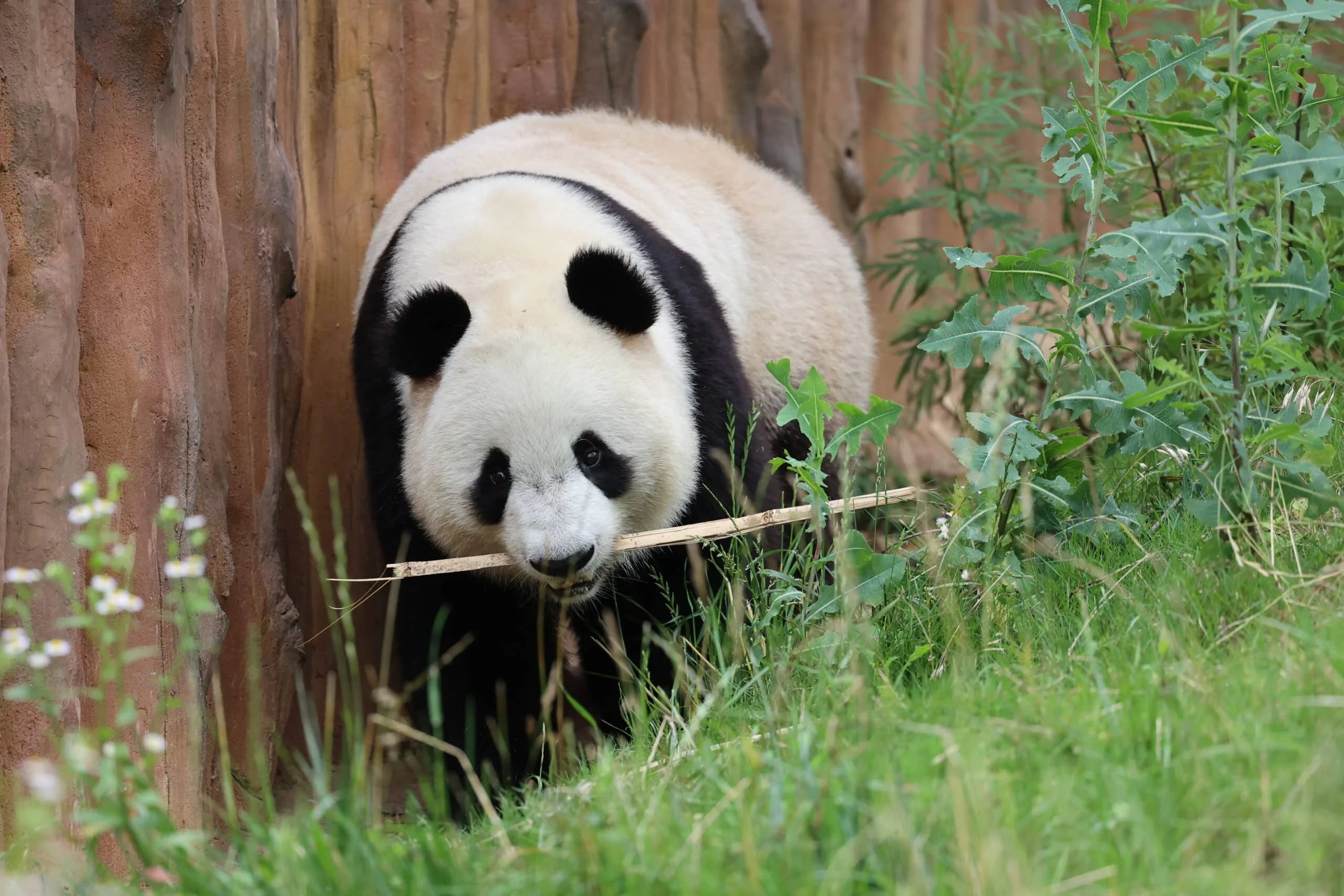 Qinling Giant Panda Foping Rescue Breeding Base