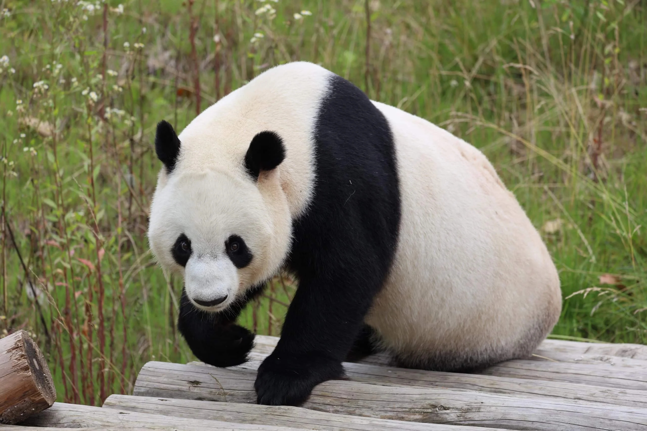 Qinling Giant Panda Foping Rescue Breeding Base