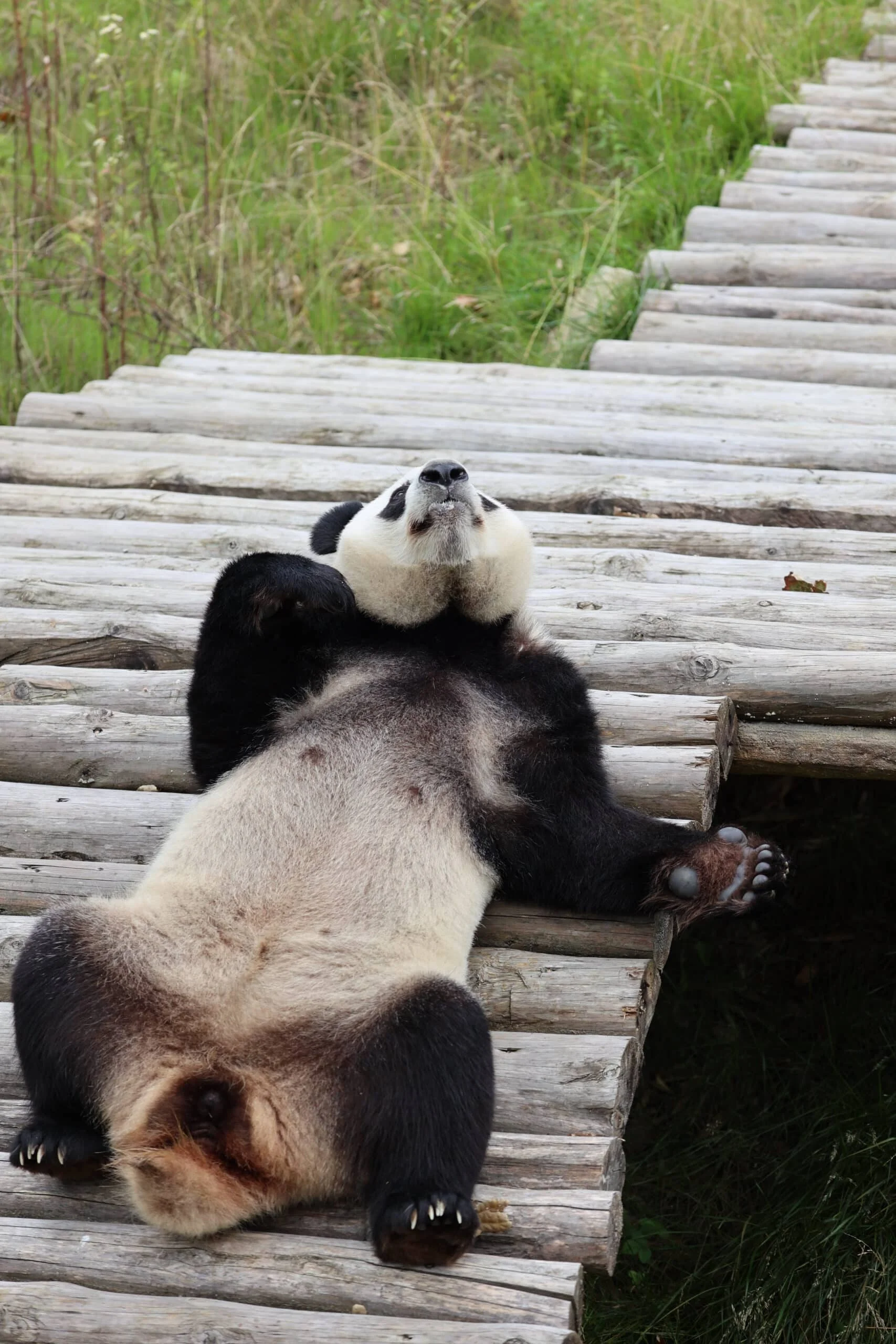 Qinling Giant Panda Foping Rescue Breeding Base