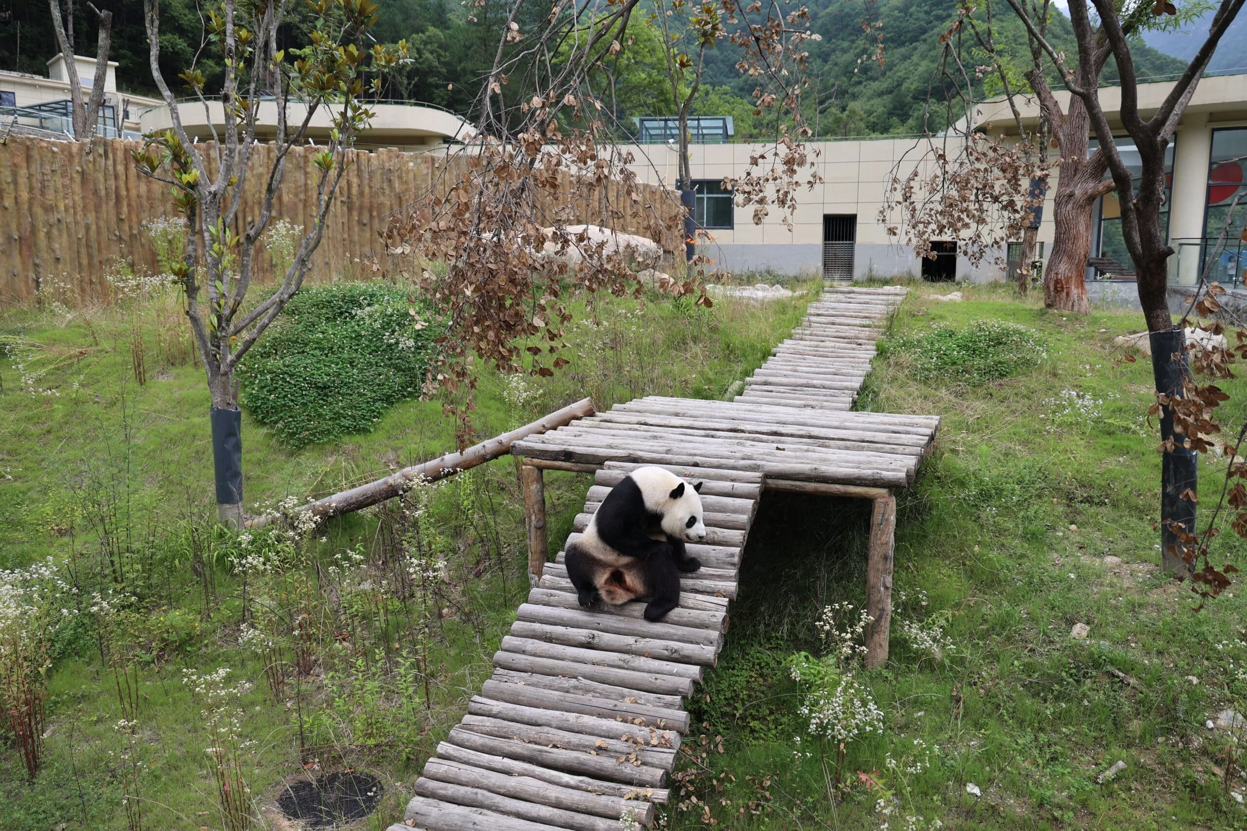 Qinling Giant Panda Foping Rescue Breeding Base