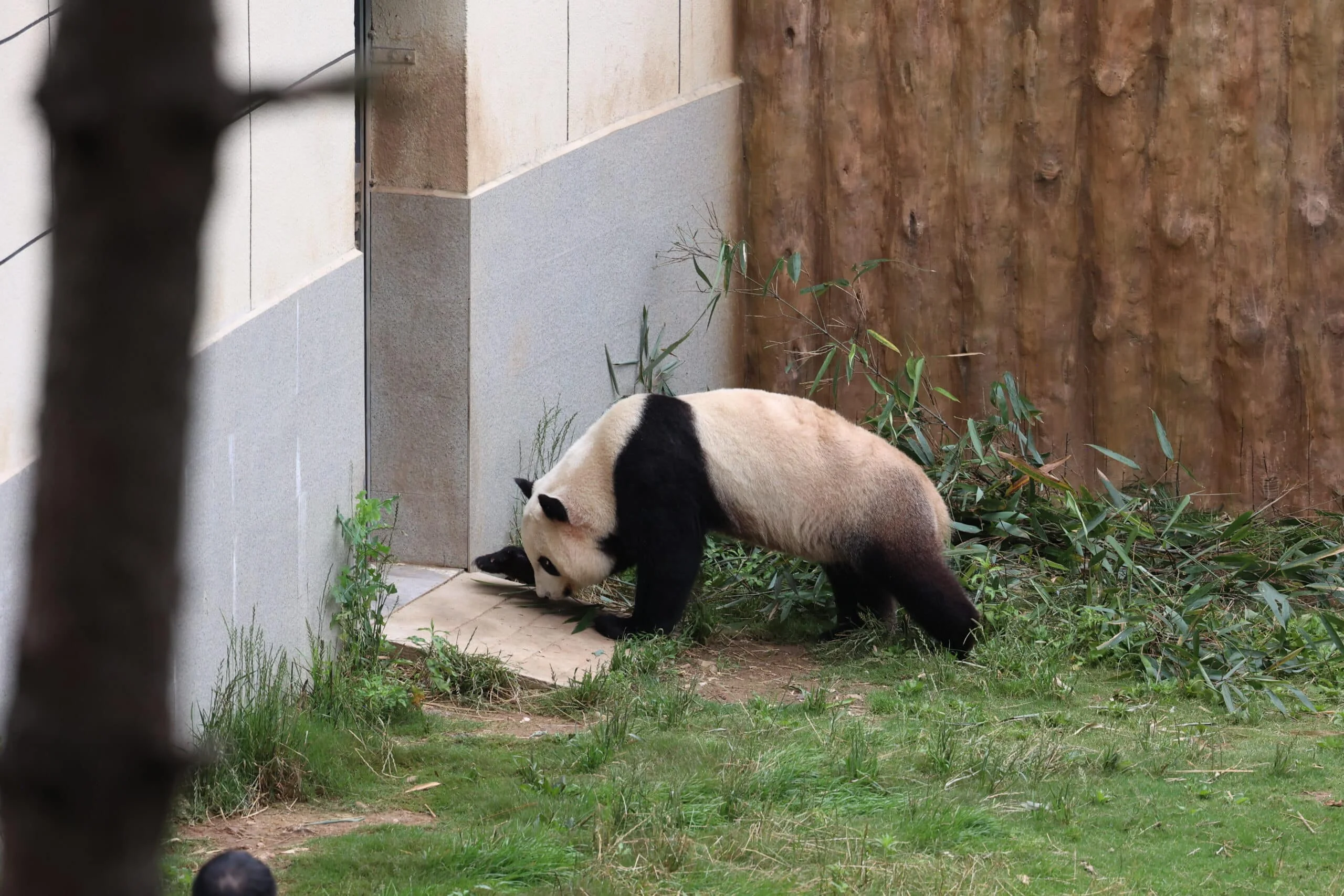 Qinling Giant Panda Foping Rescue Breeding Base