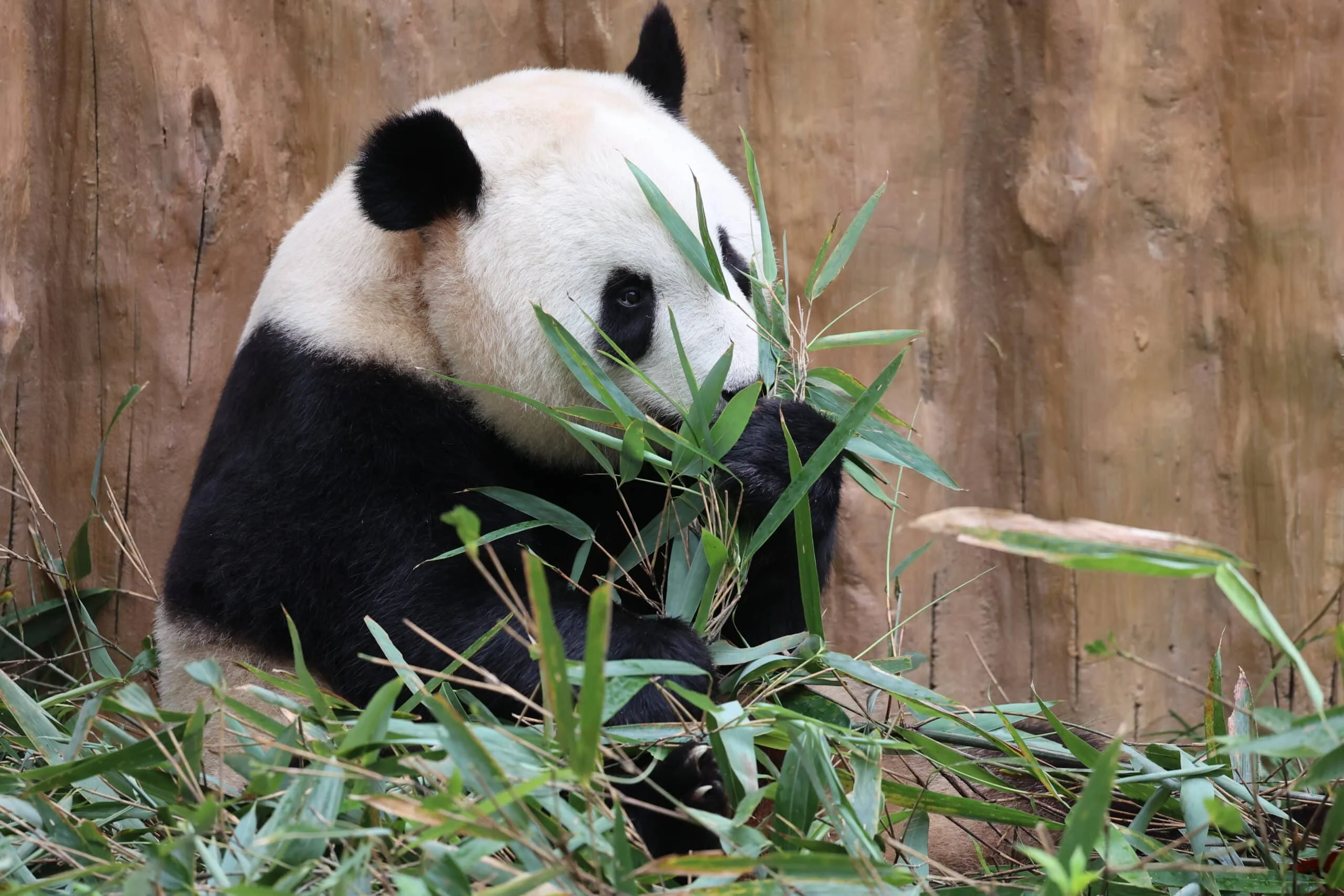 Qinling Giant Panda Foping Rescue Breeding Base