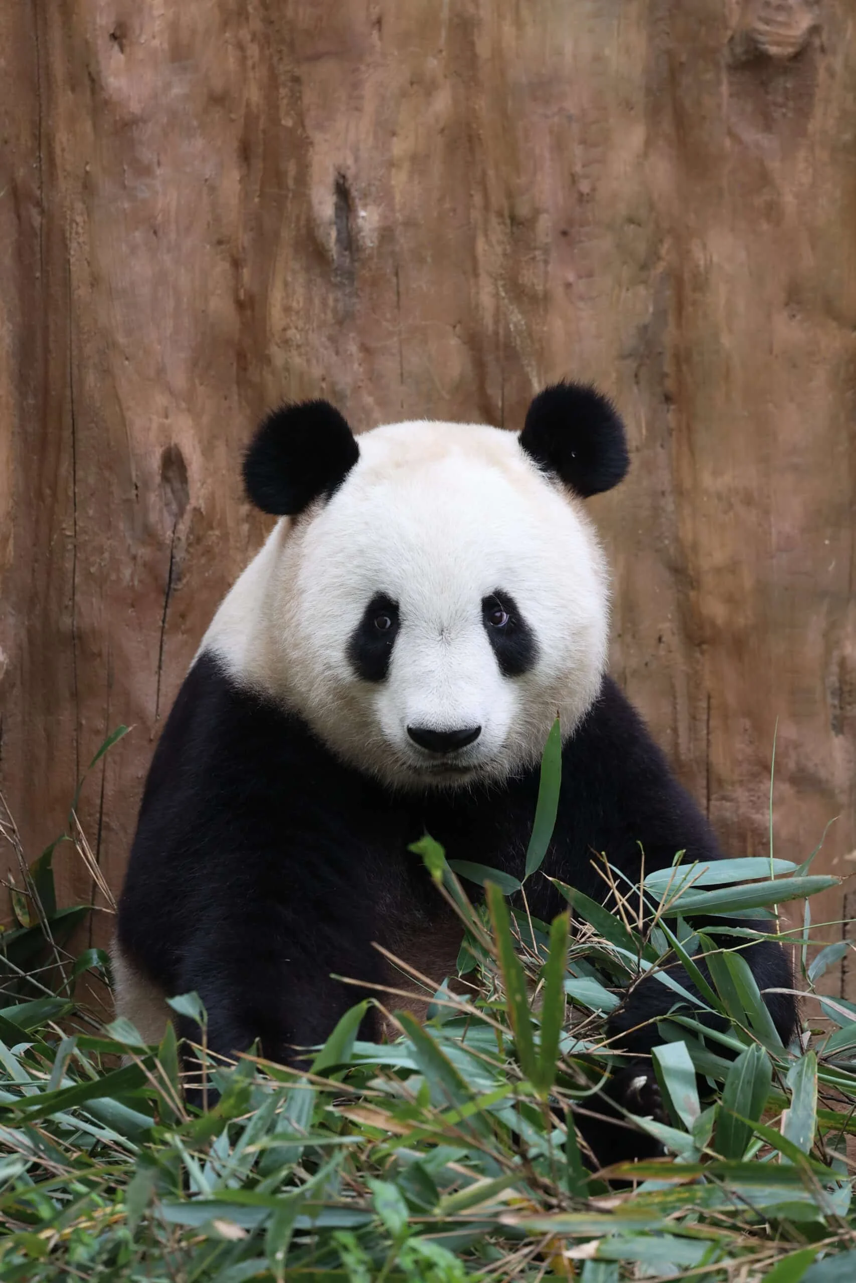 Qinling Giant Panda Foping Rescue Breeding Base