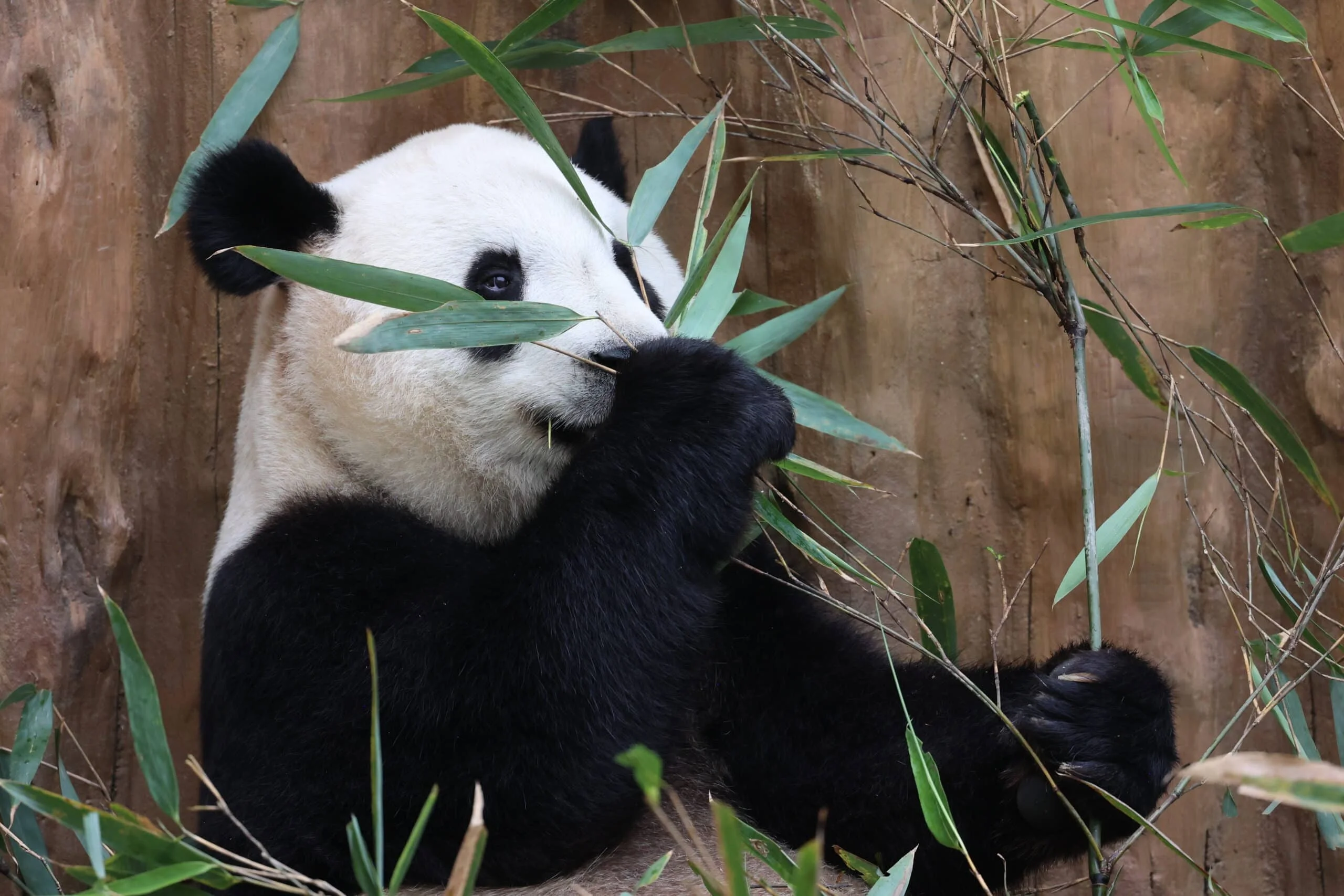 Qinling Giant Panda Foping Rescue Breeding Base