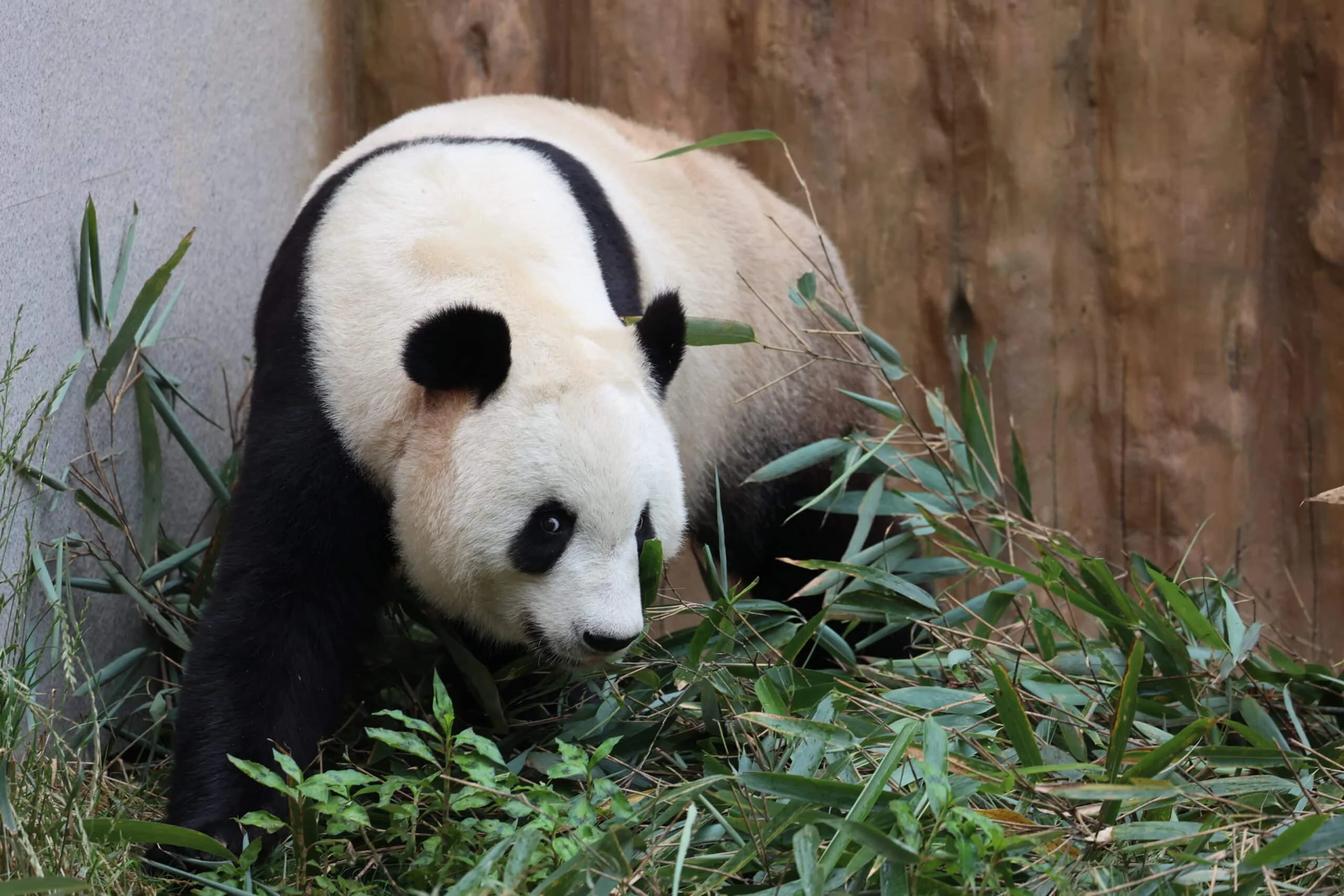 Qinling Giant Panda Foping Rescue Breeding Base