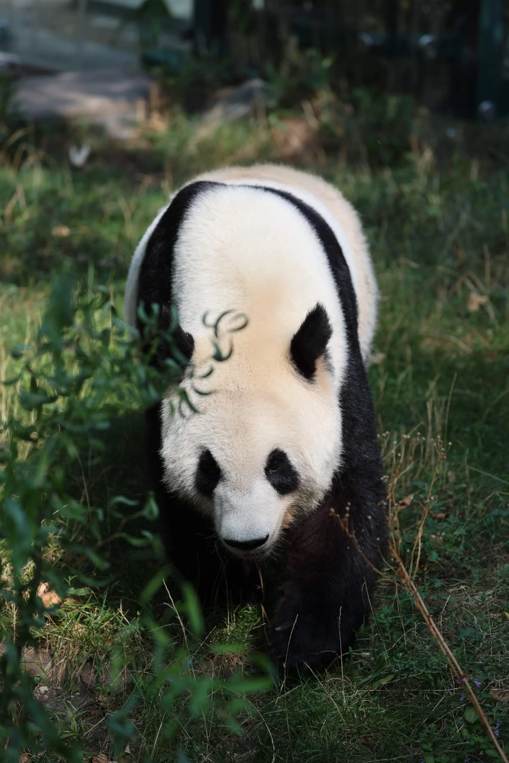 Tiergarten Schönbrunn