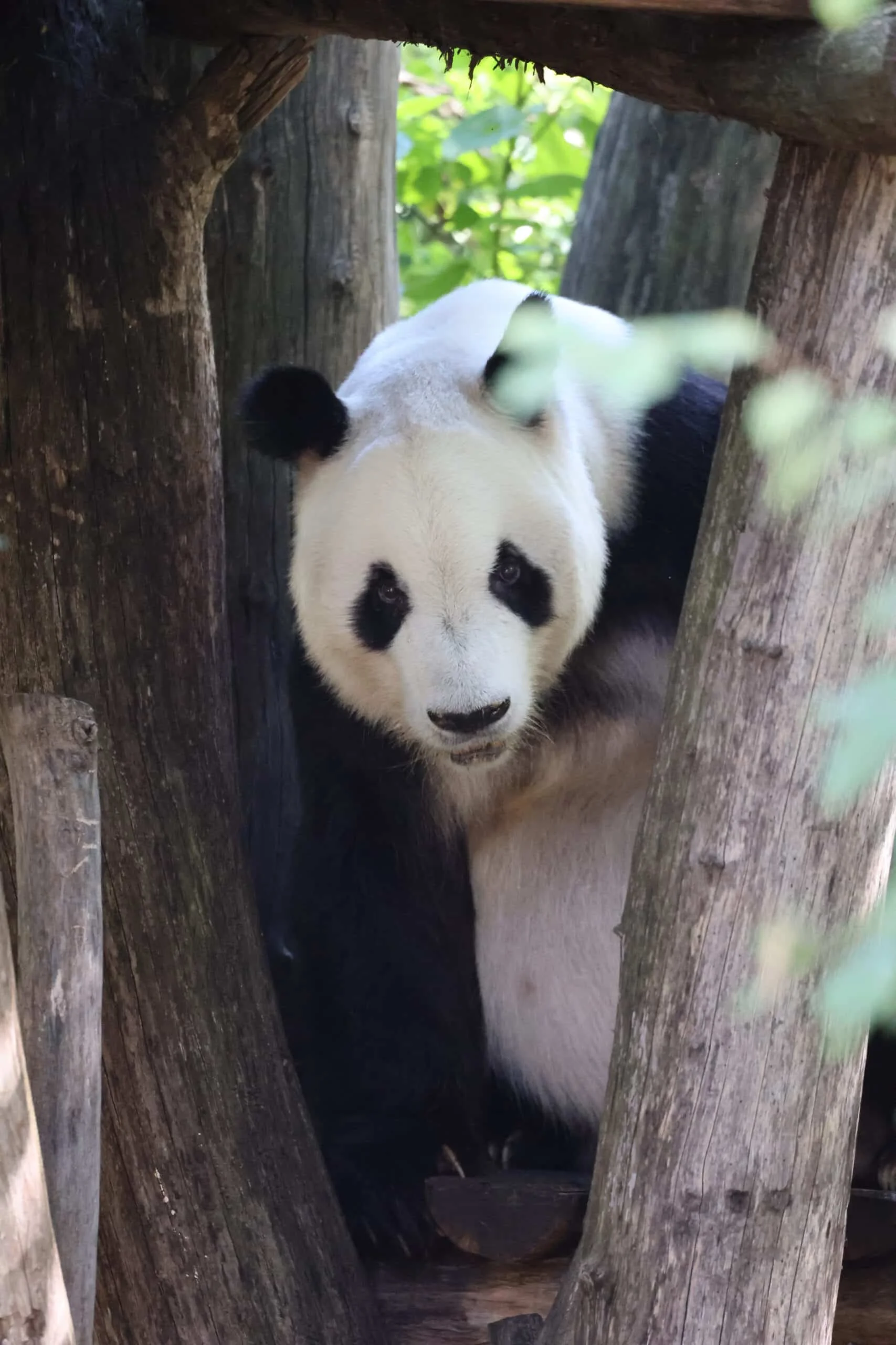 Tiergarten Schönbrunn