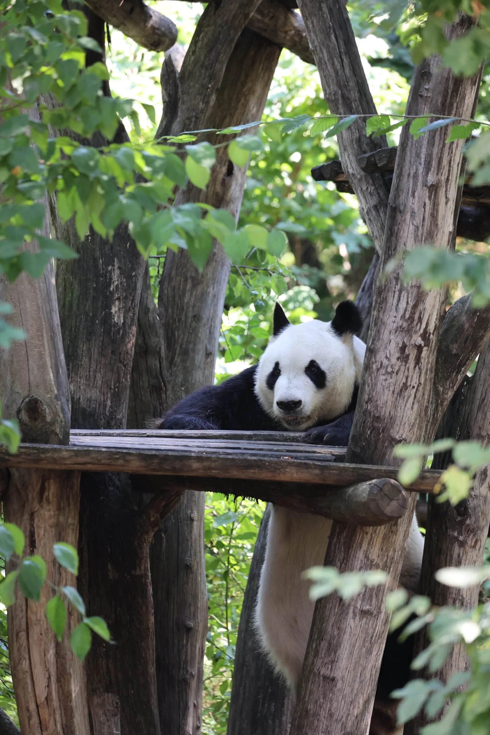 Tiergarten Schönbrunn