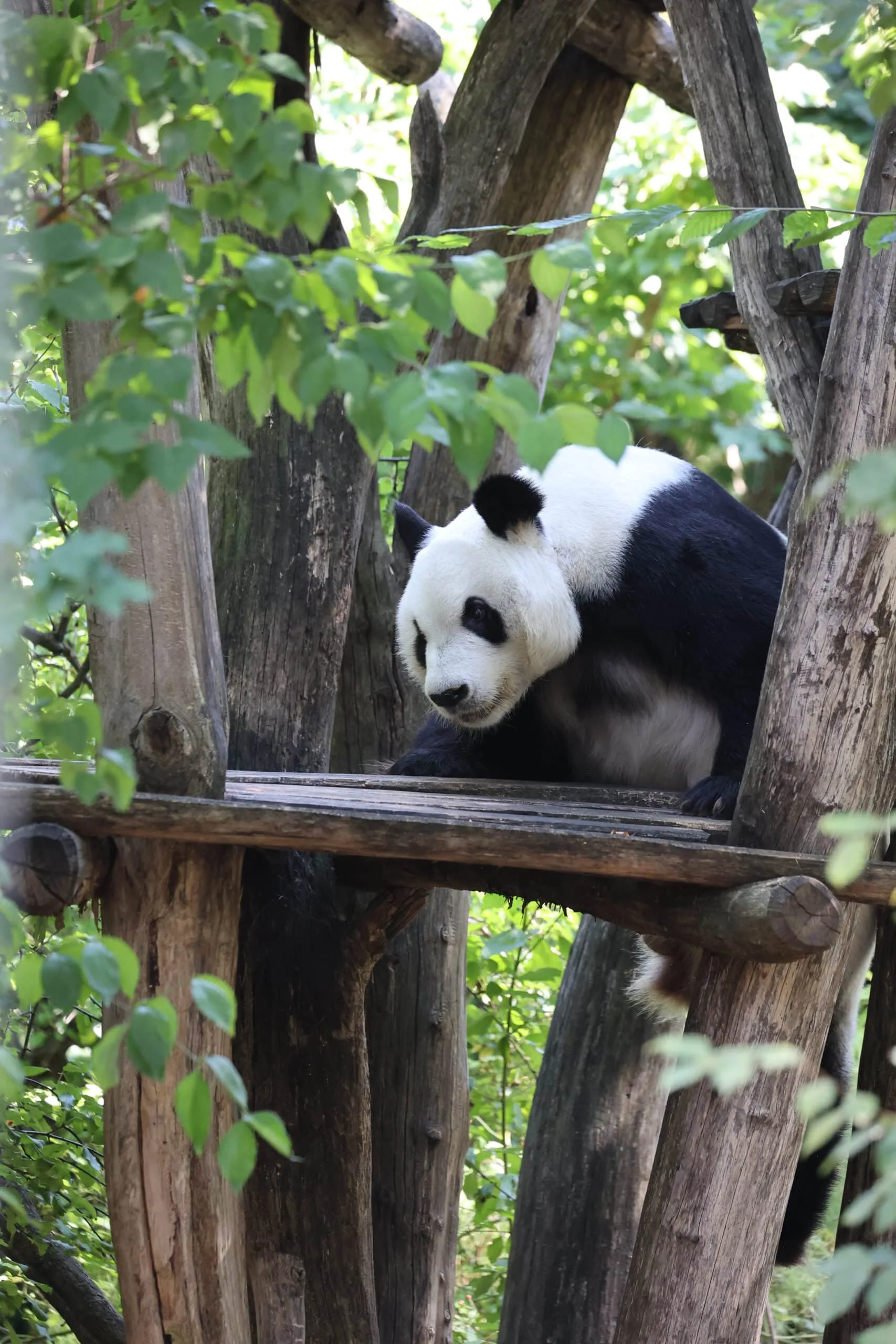 Tiergarten Schönbrunn