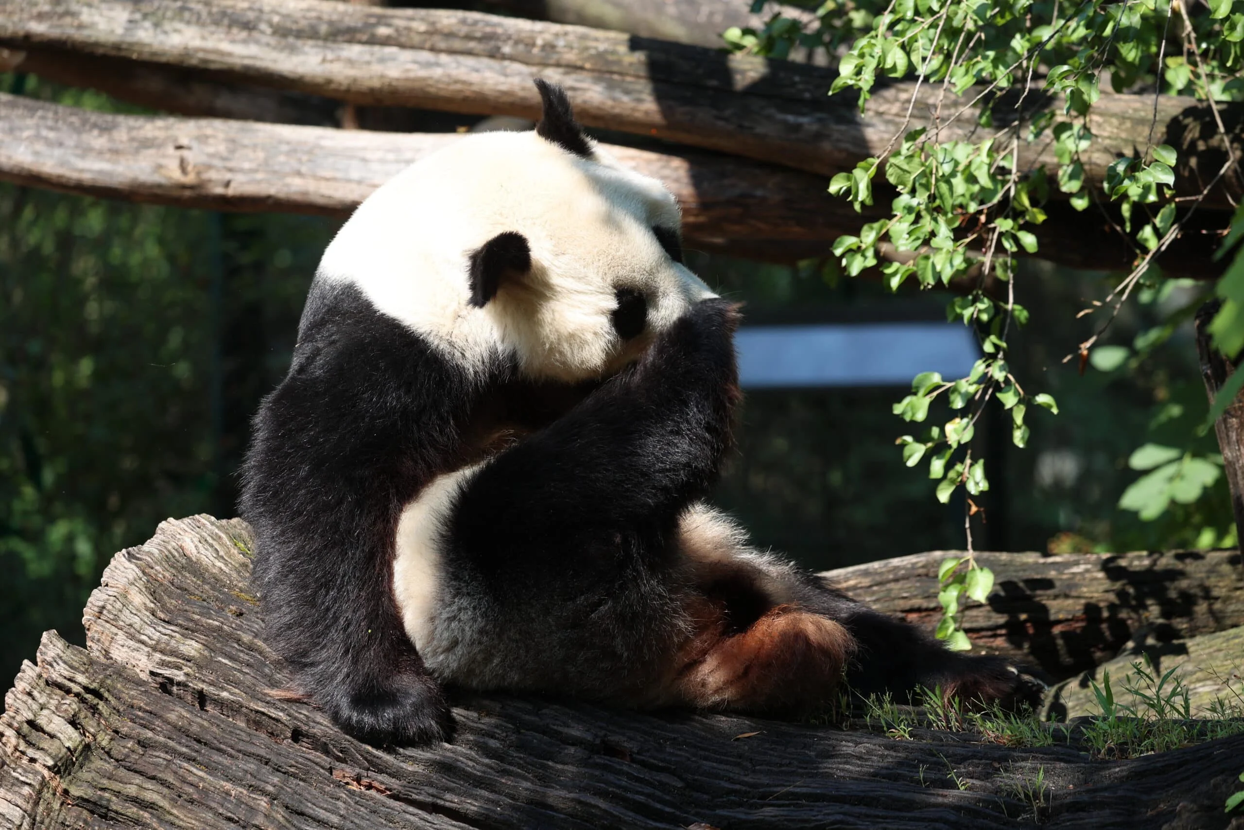 Tiergarten Schönbrunn