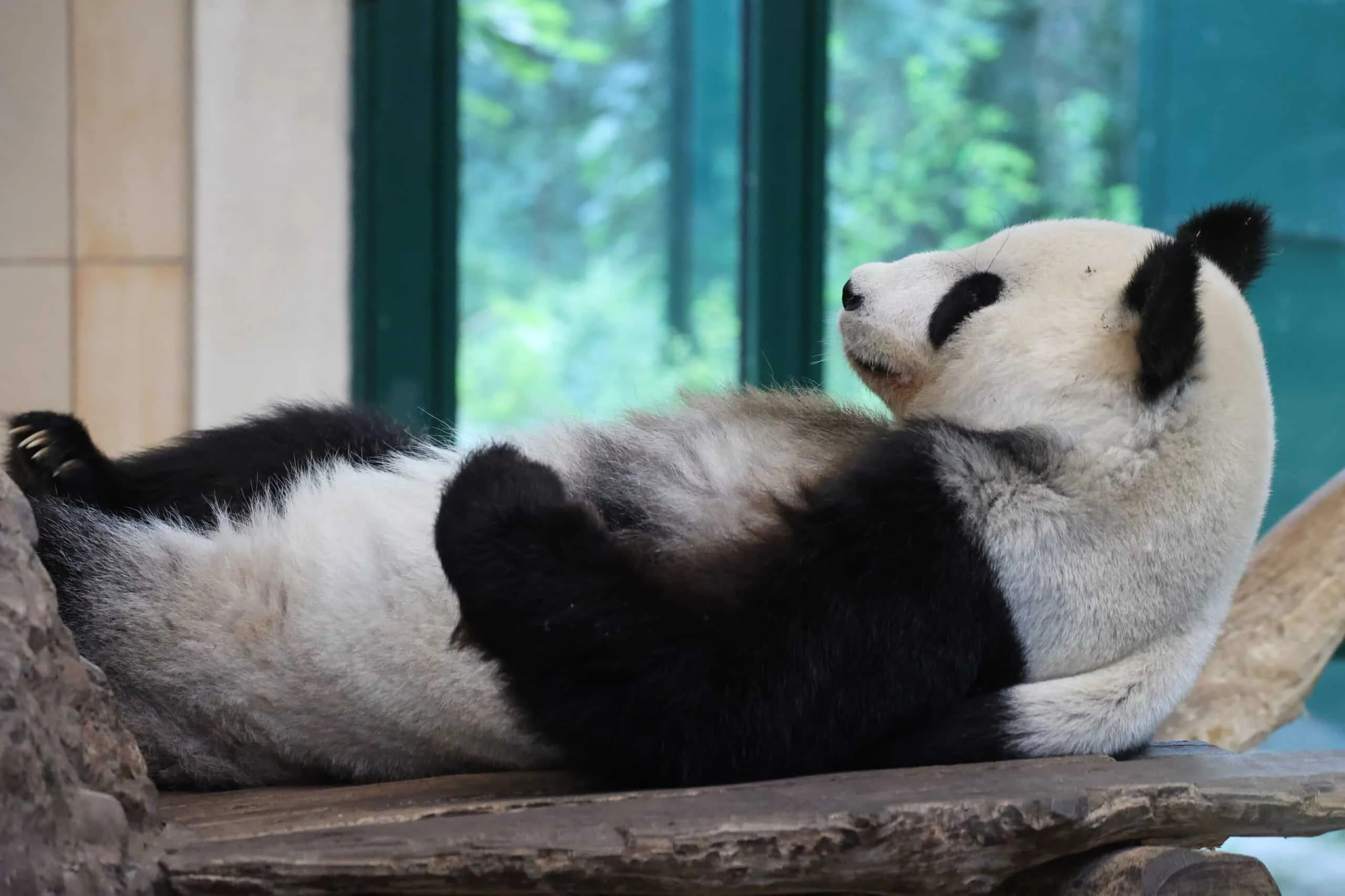 Tiergarten Schönbrunn