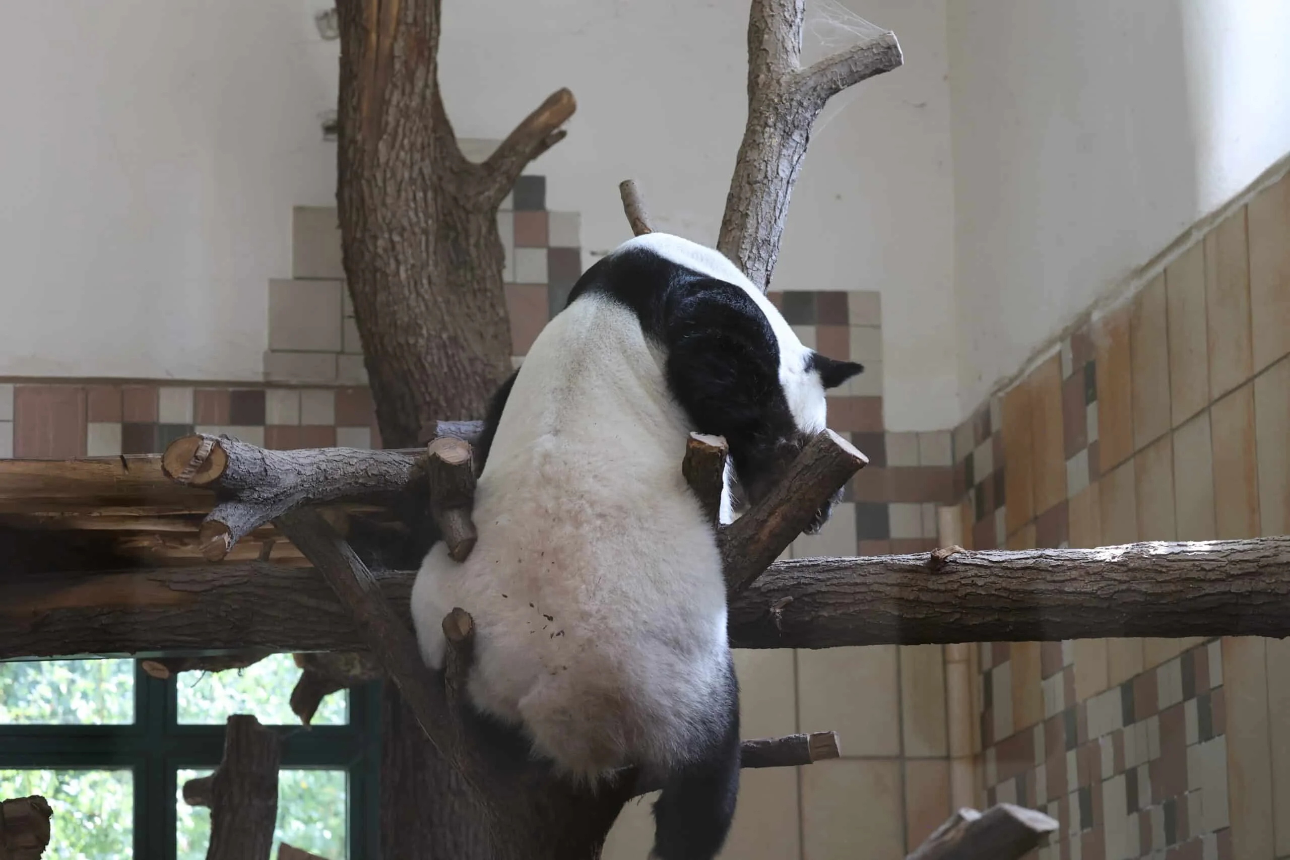Tiergarten Schönbrunn