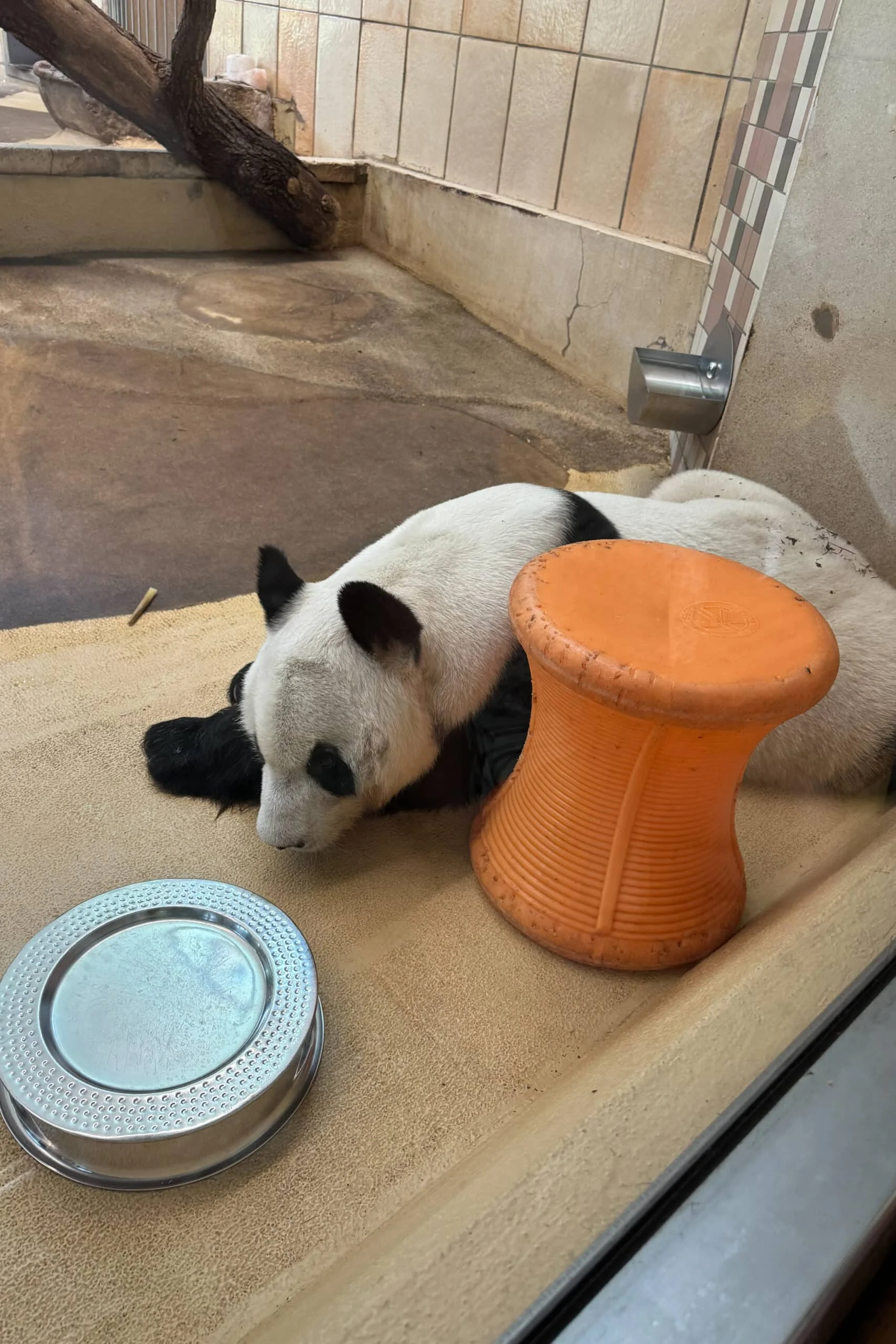 Tiergarten Schönbrunn