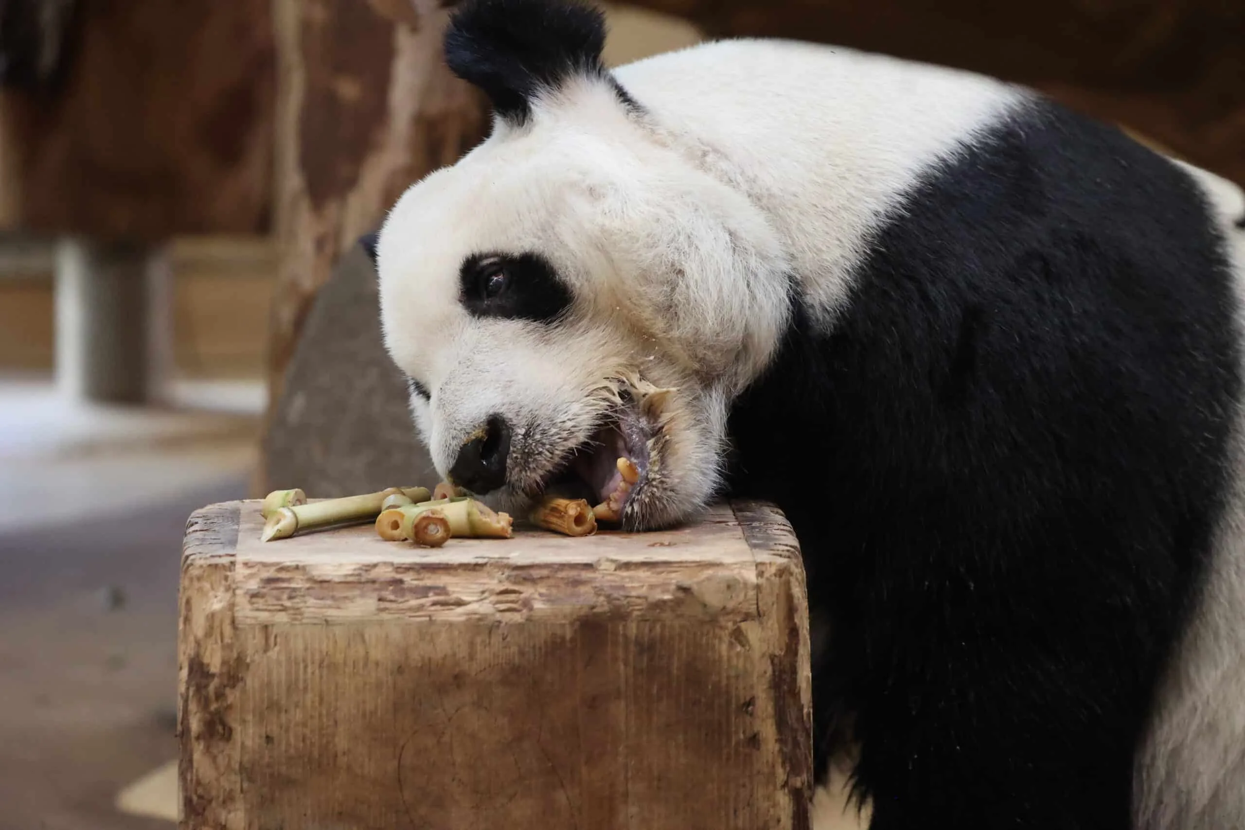 Tiergarten Schönbrunn