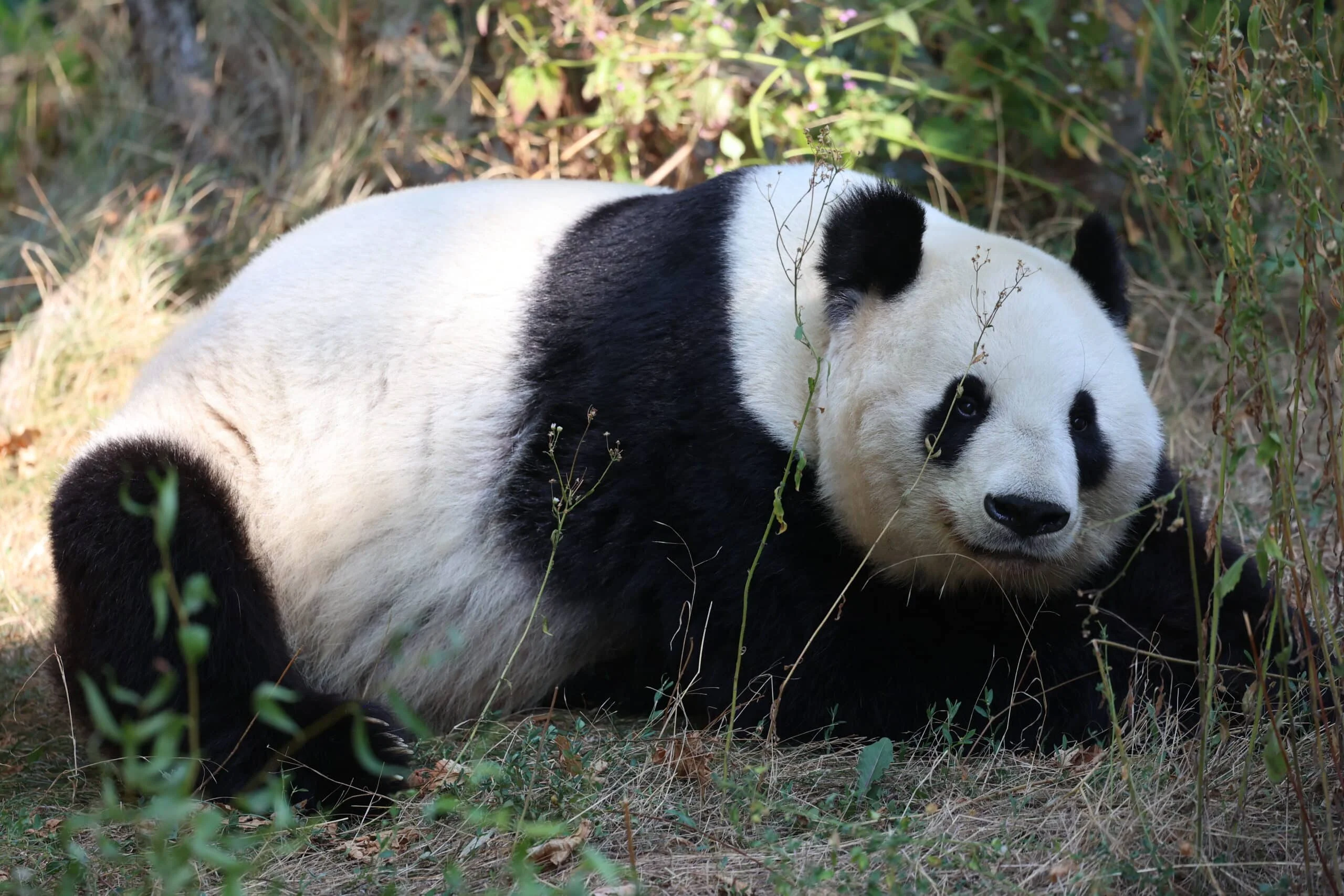 Tiergarten Schönbrunn